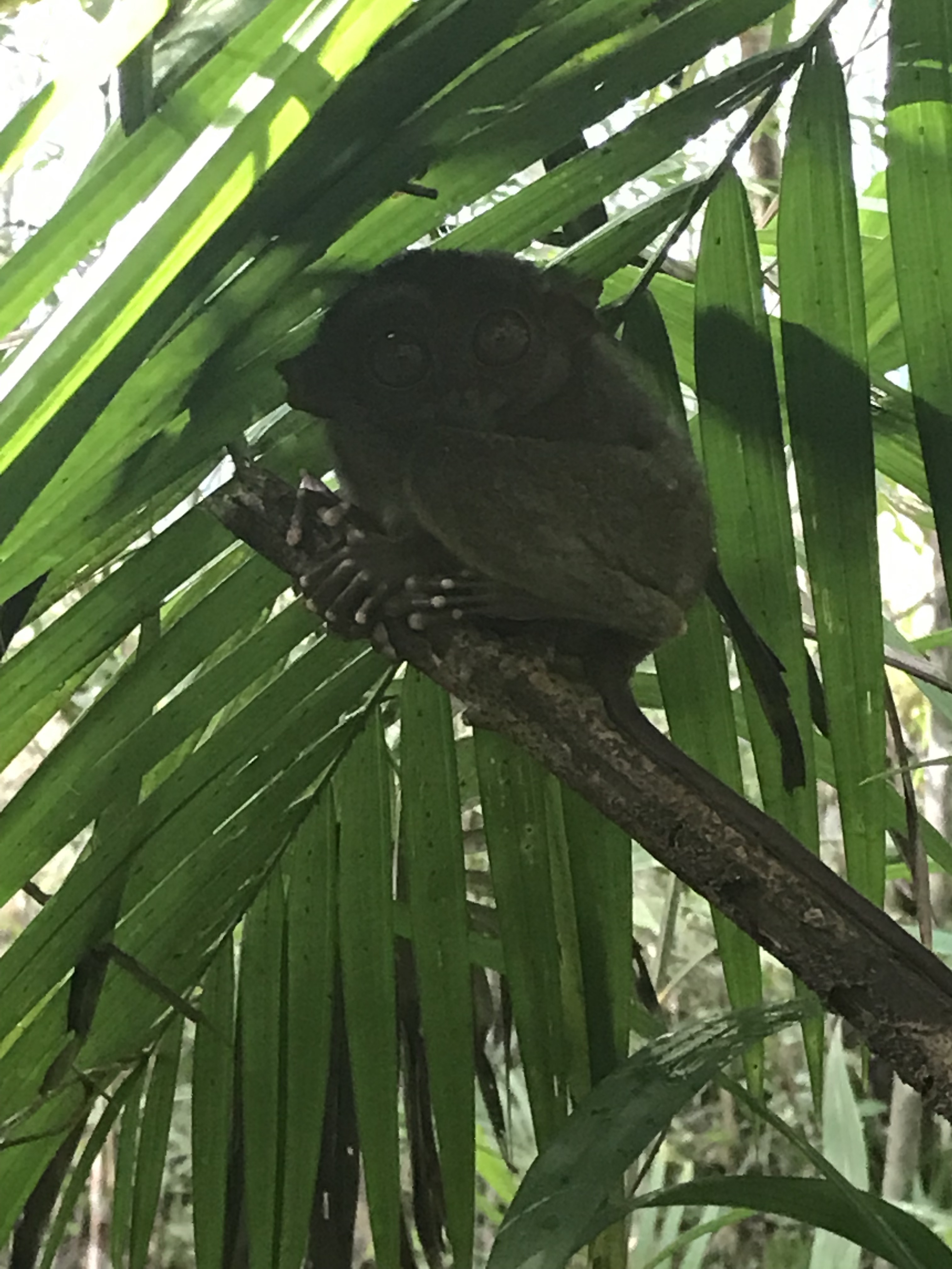 tarso-philippine-tarsier-sanctuary-bohol