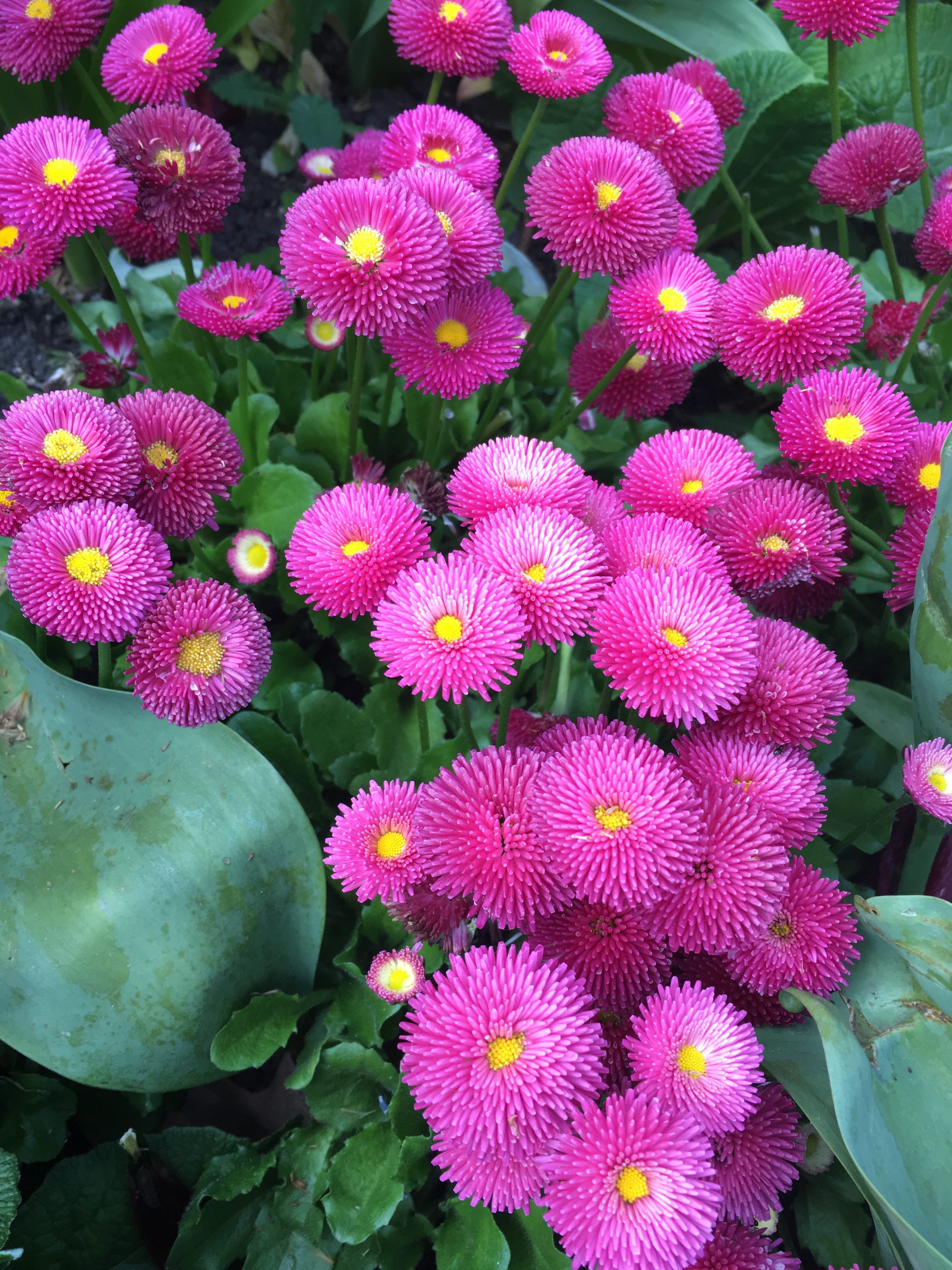 fiori-st-james-park-londra