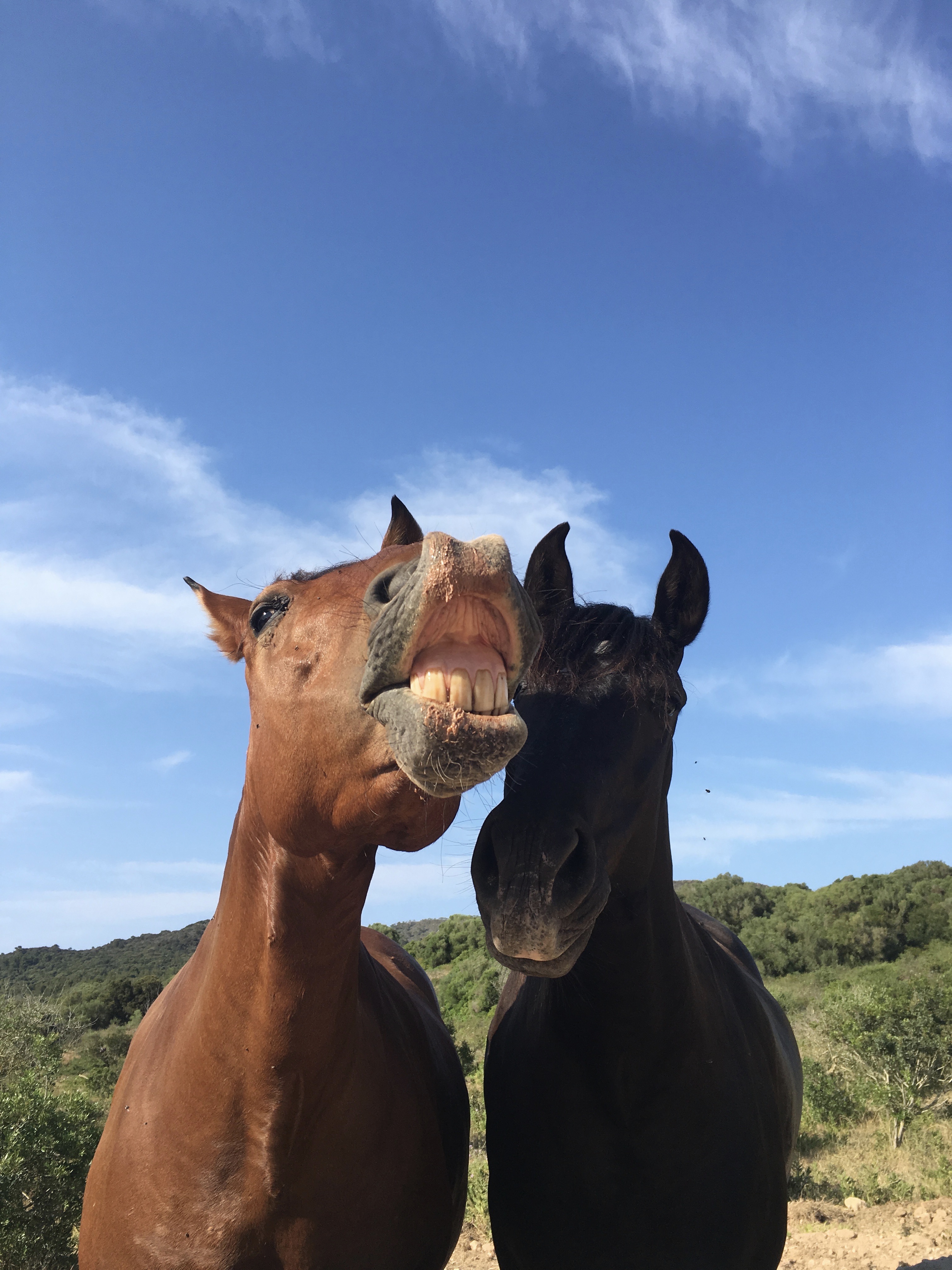 cavalli-minorchini-dettagli-minorca-spagna