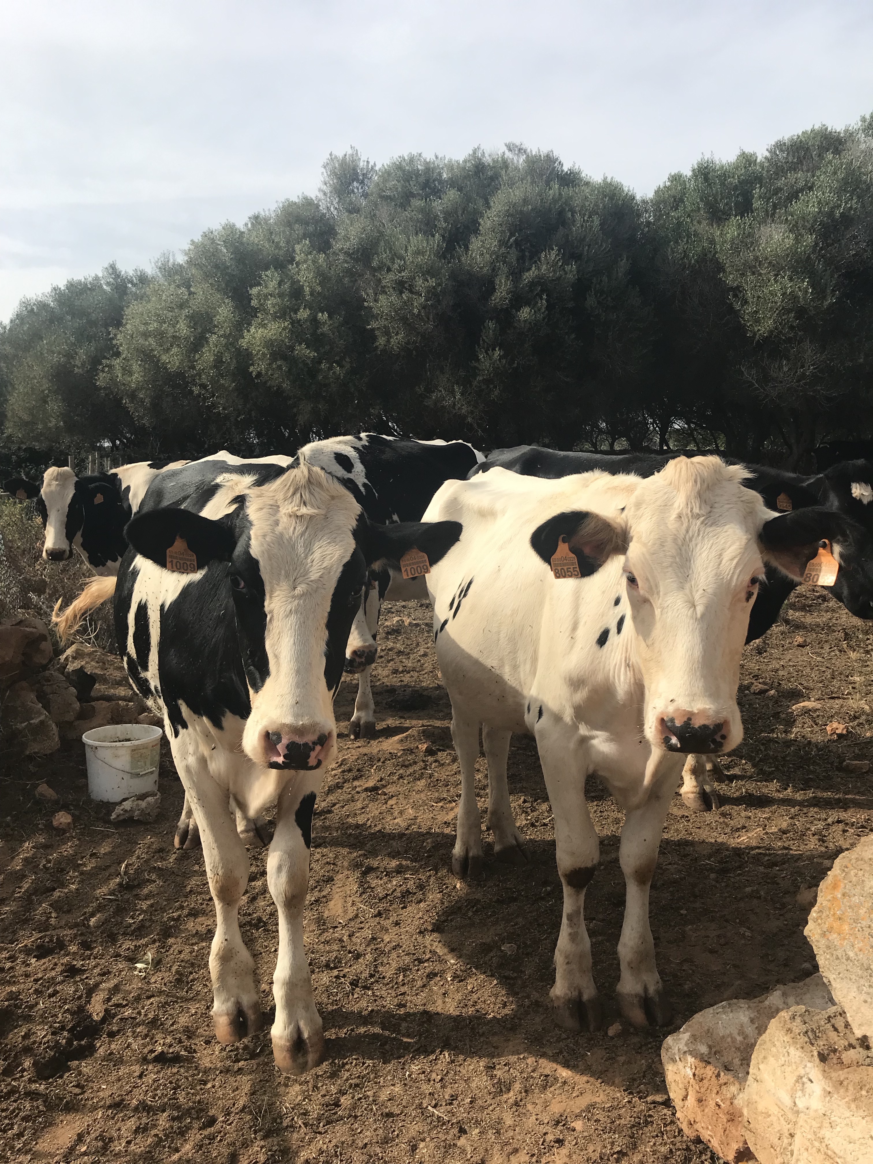 mucche-minorchine-minorca-spagna