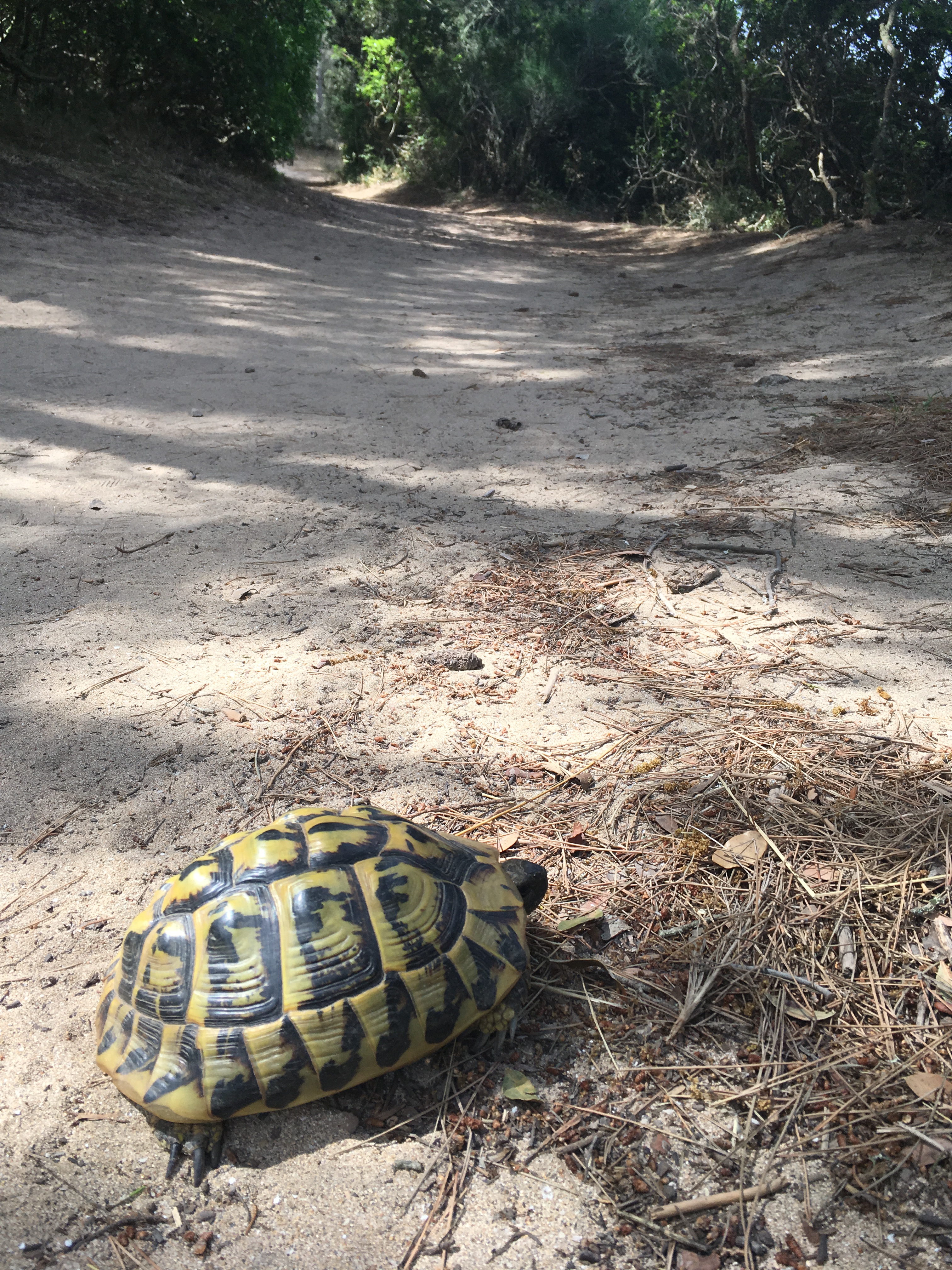 tartaruga-terra-parco-naturale-salbufera-des-grau-minorca