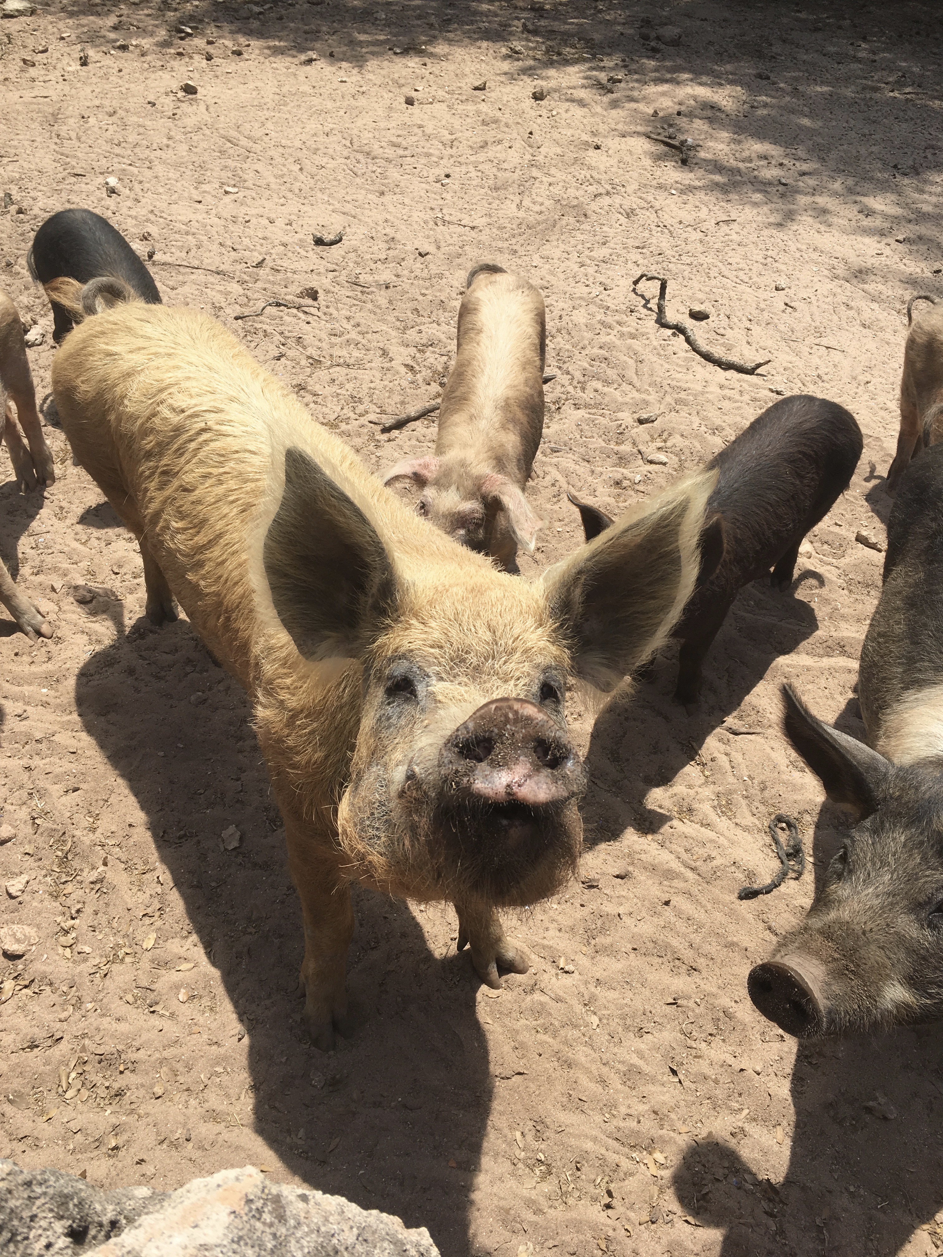 maiali-minorchini-minorca-spagna