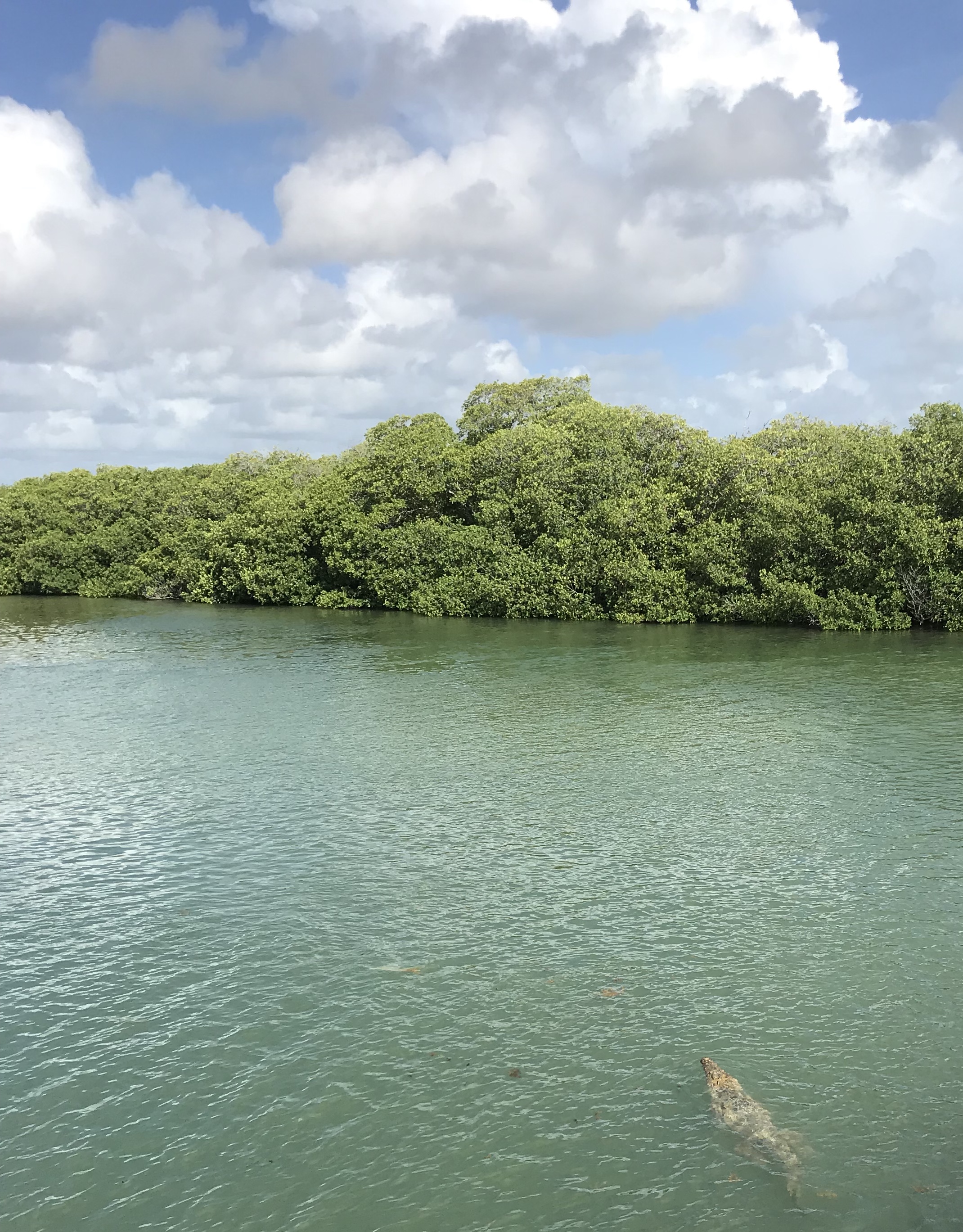 coccodrillo-riserva-sian-kaan-quintana-roo-messico