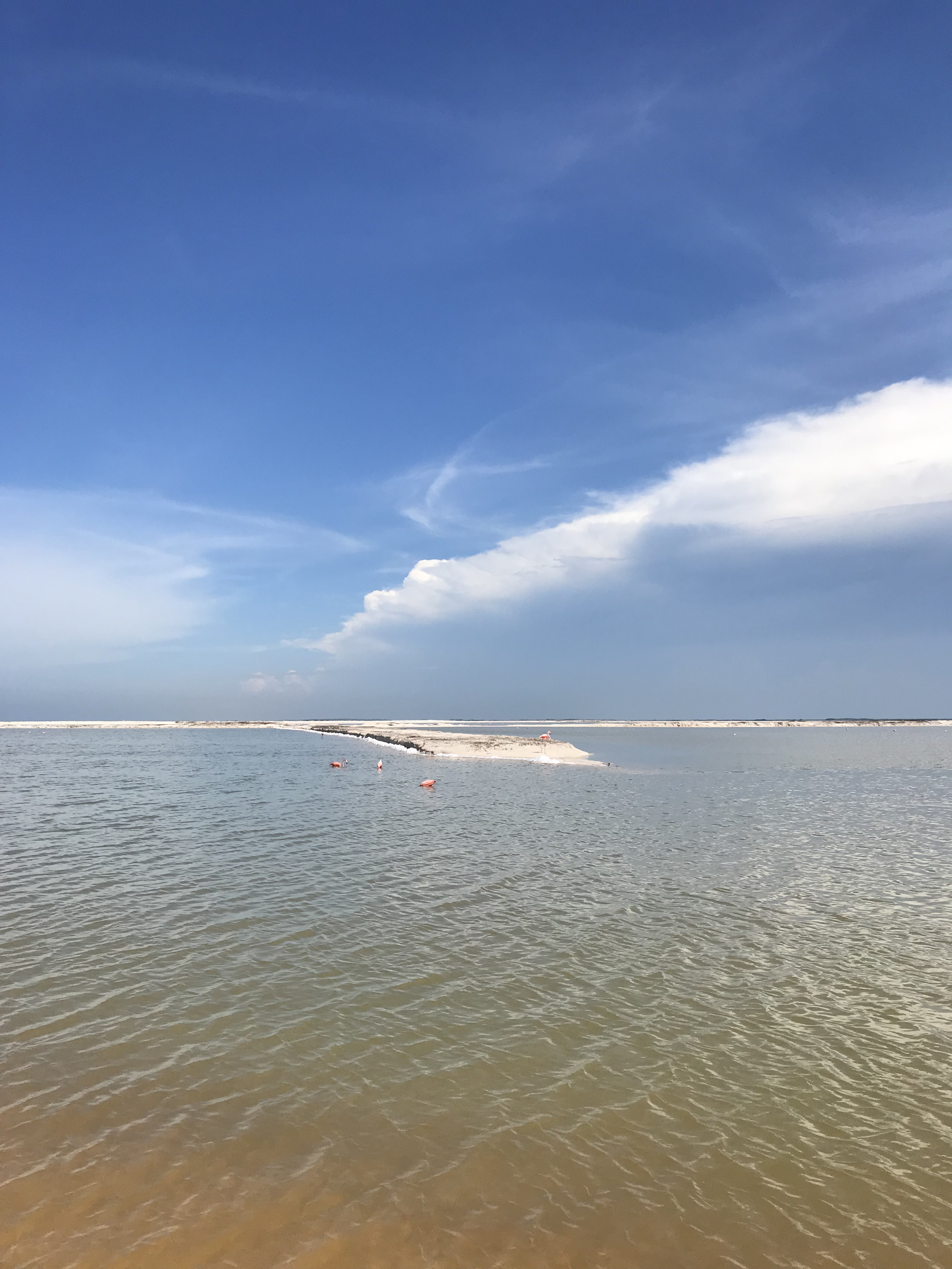 fenicotteri-las-coloradas-yucatán-messico