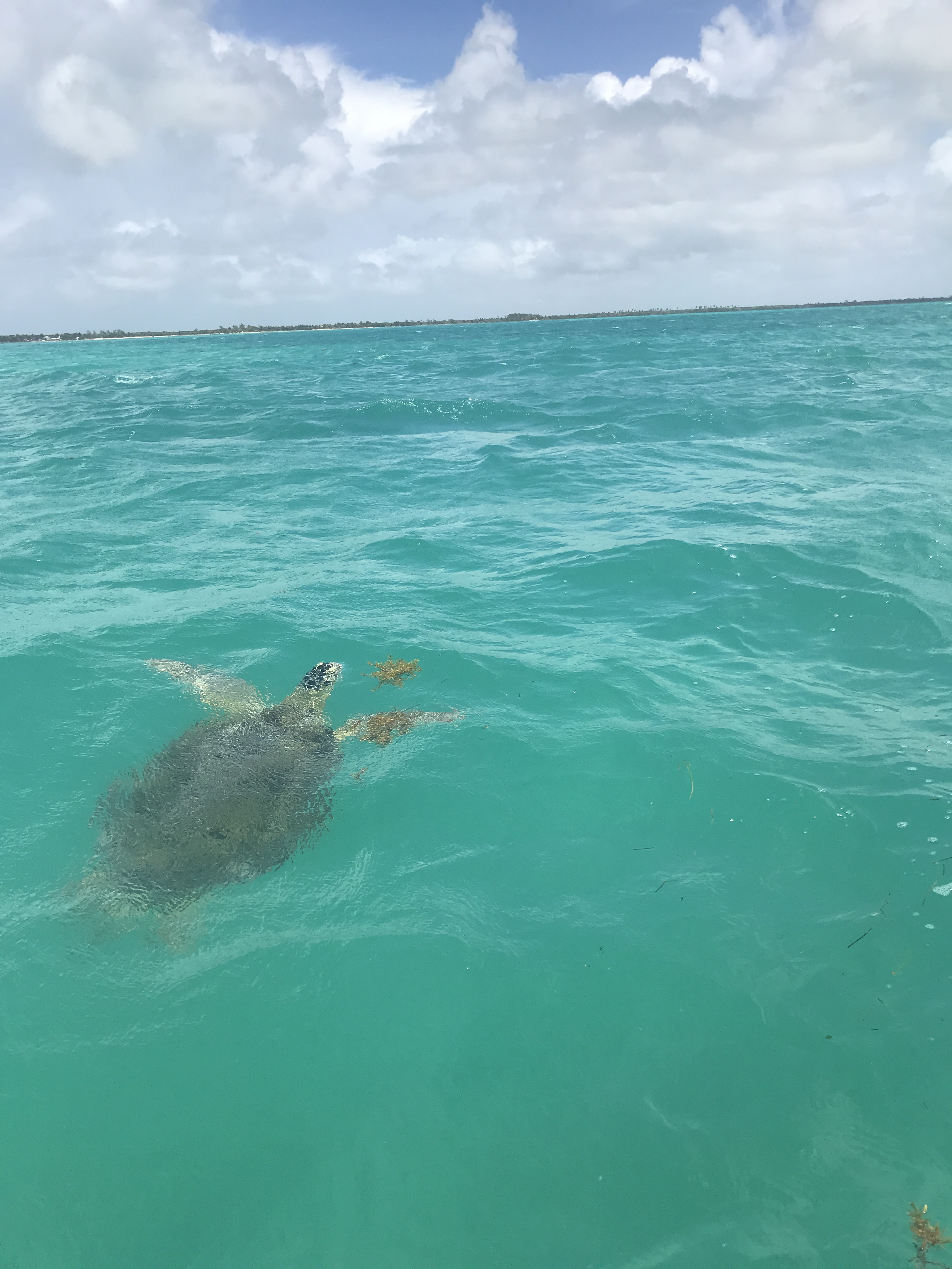 tartaruga-marina-riserva-sian-kaan-quintana-roo-messico