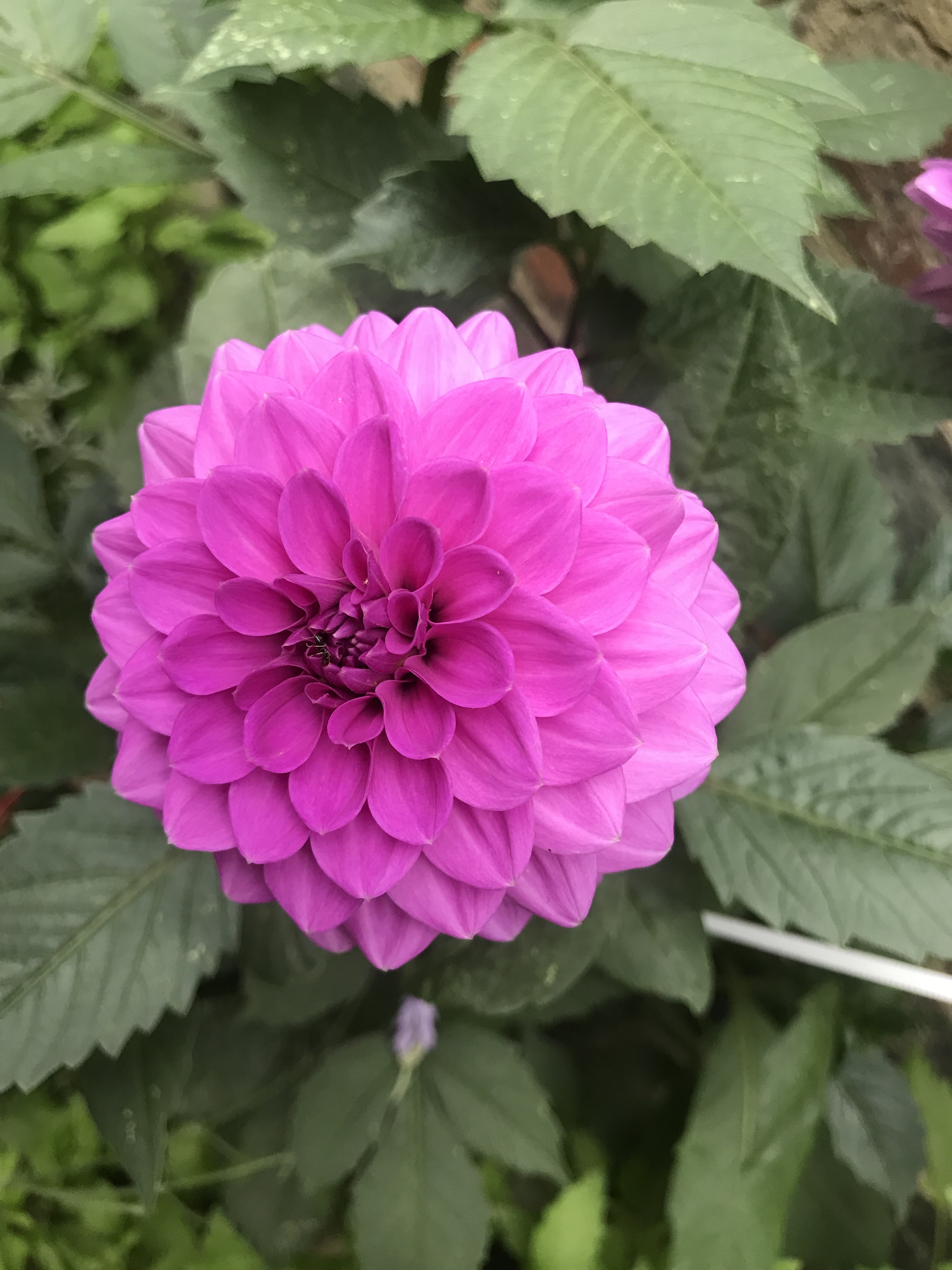 fiore-cortile-lubecca-schleswig-holstein-germania