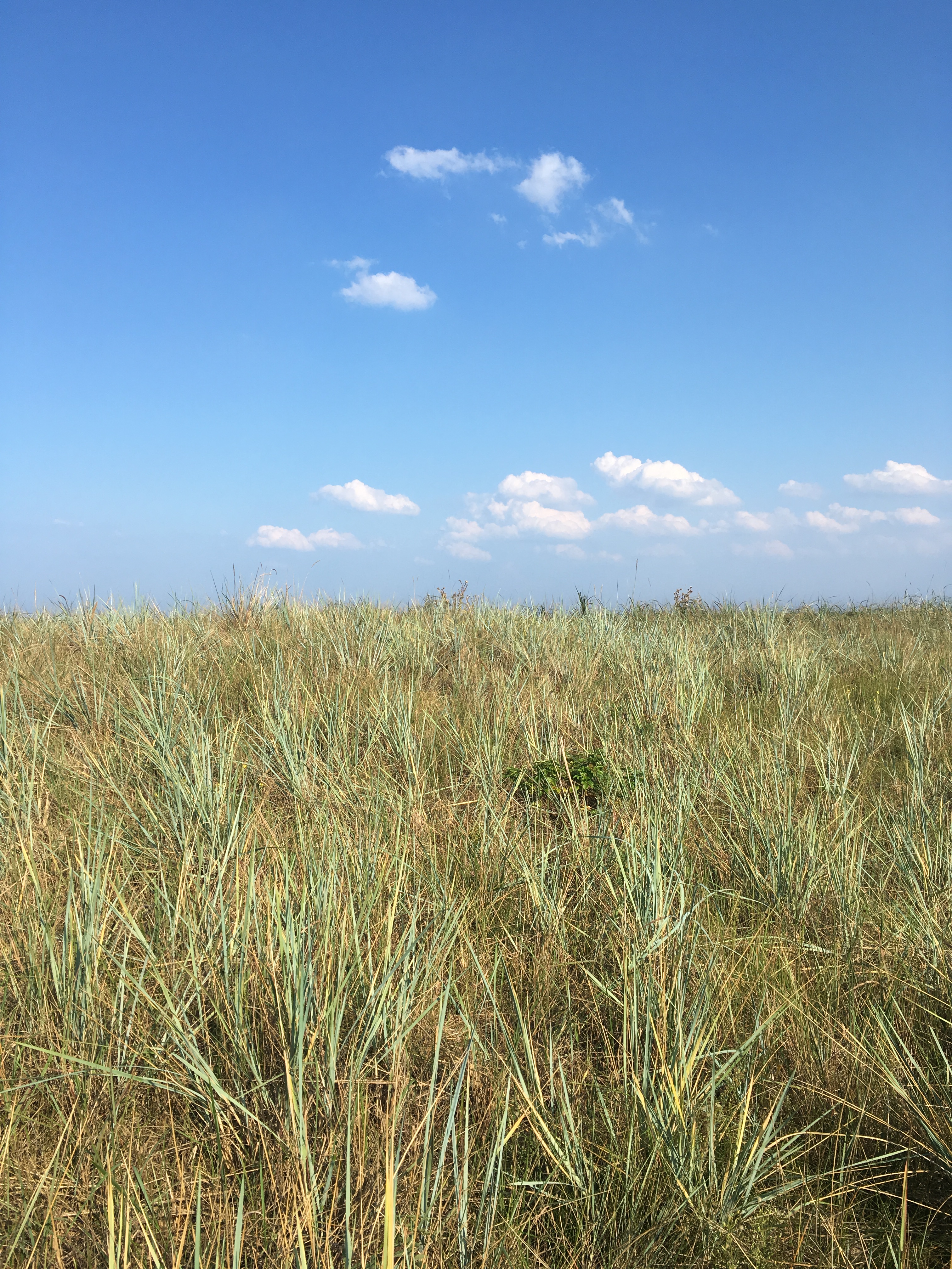 natura-selvaggia-scharbeutz-schleswig-holstein-germania