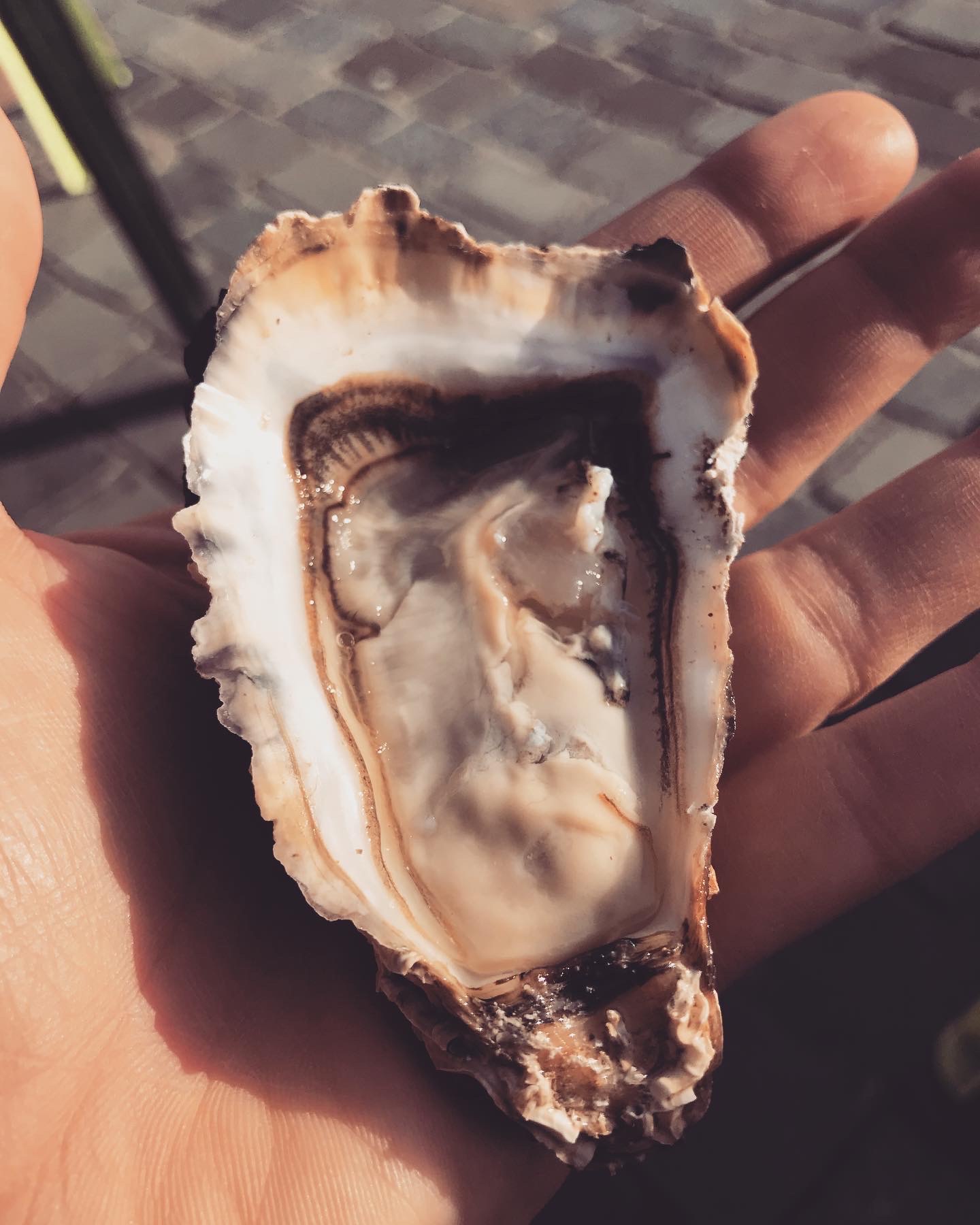 ostrica-bordeaux-francia