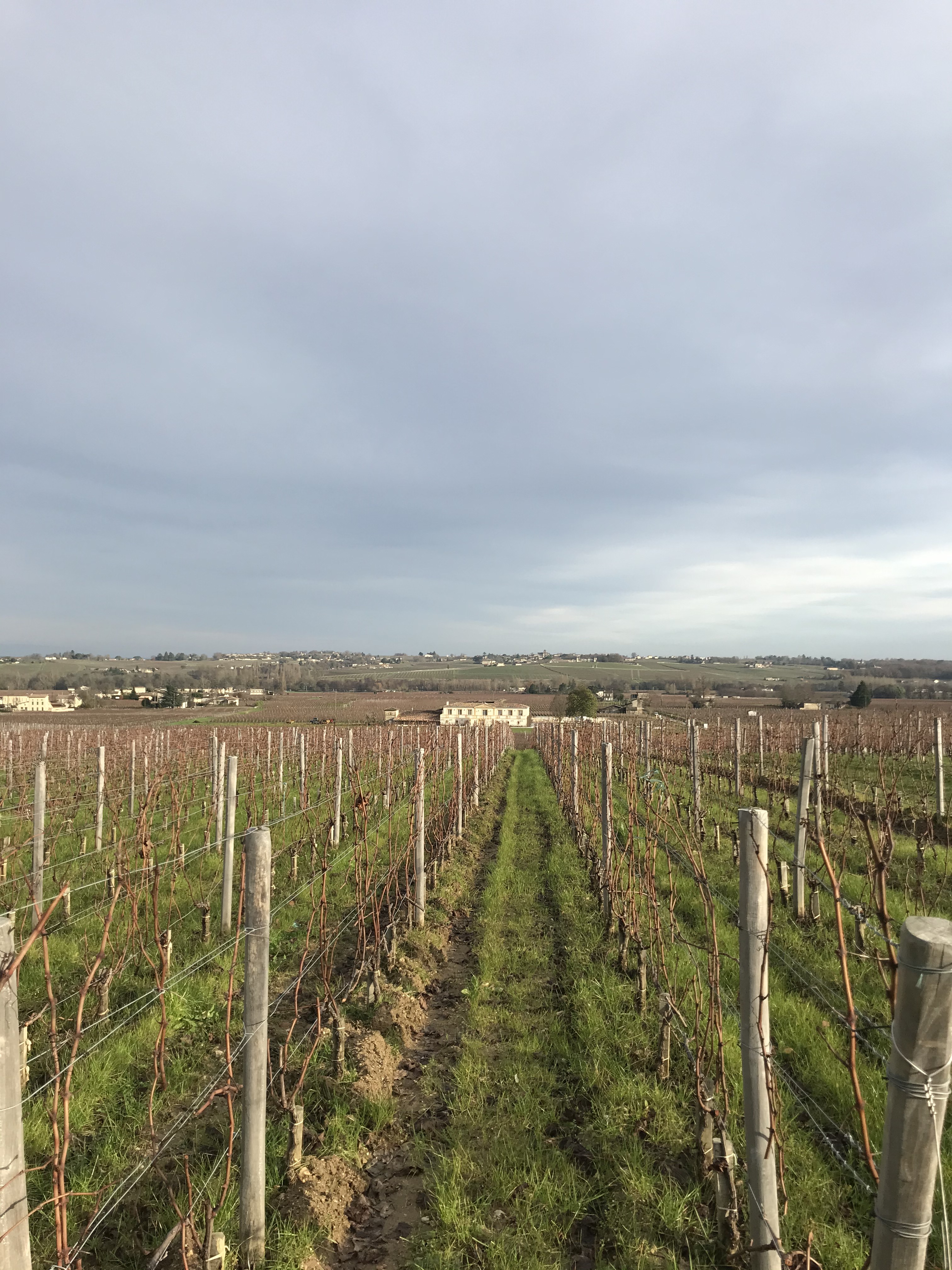 vigneti-château-saint-émilion