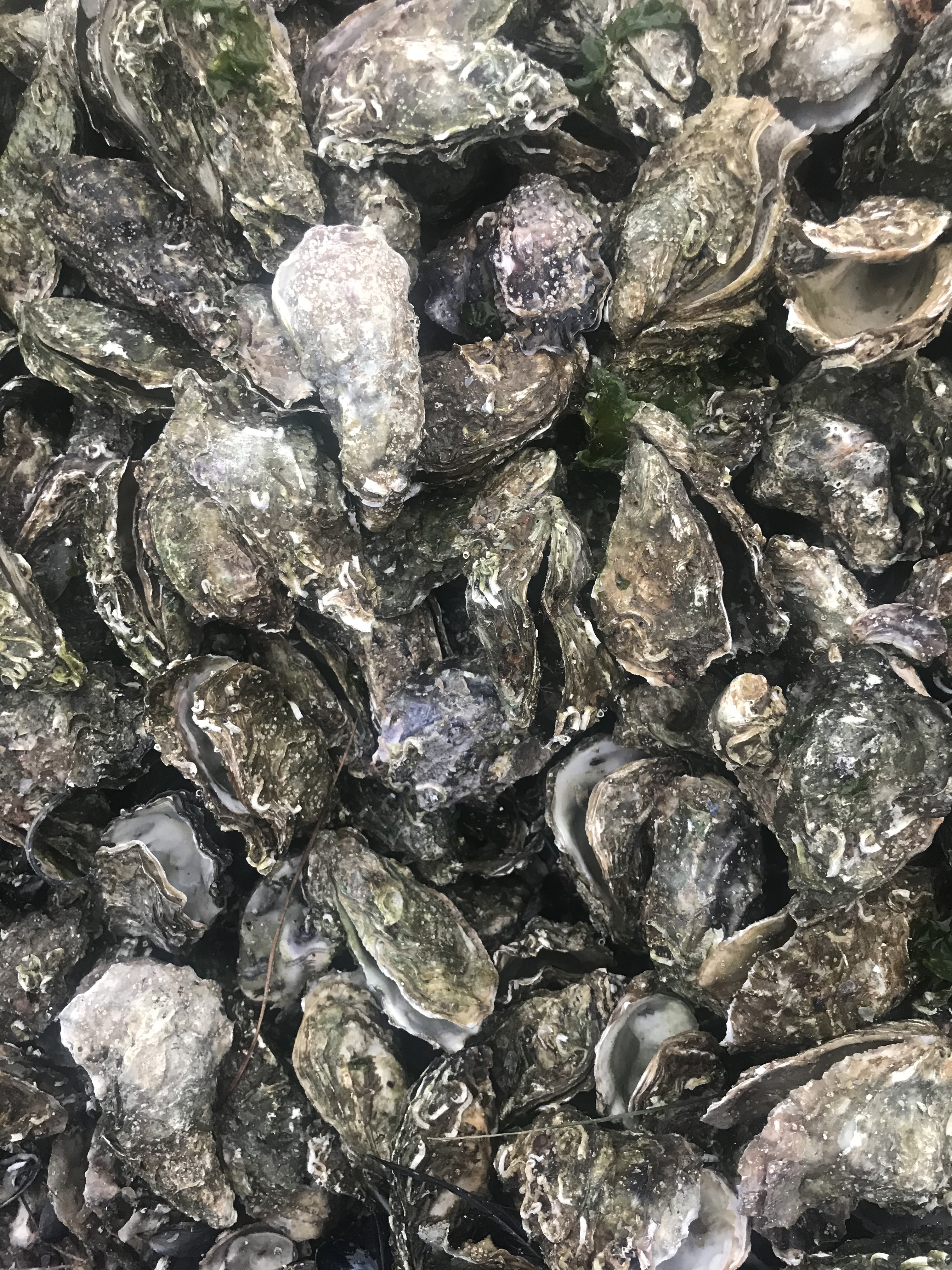 gusci-ostriche-gujan-mestras