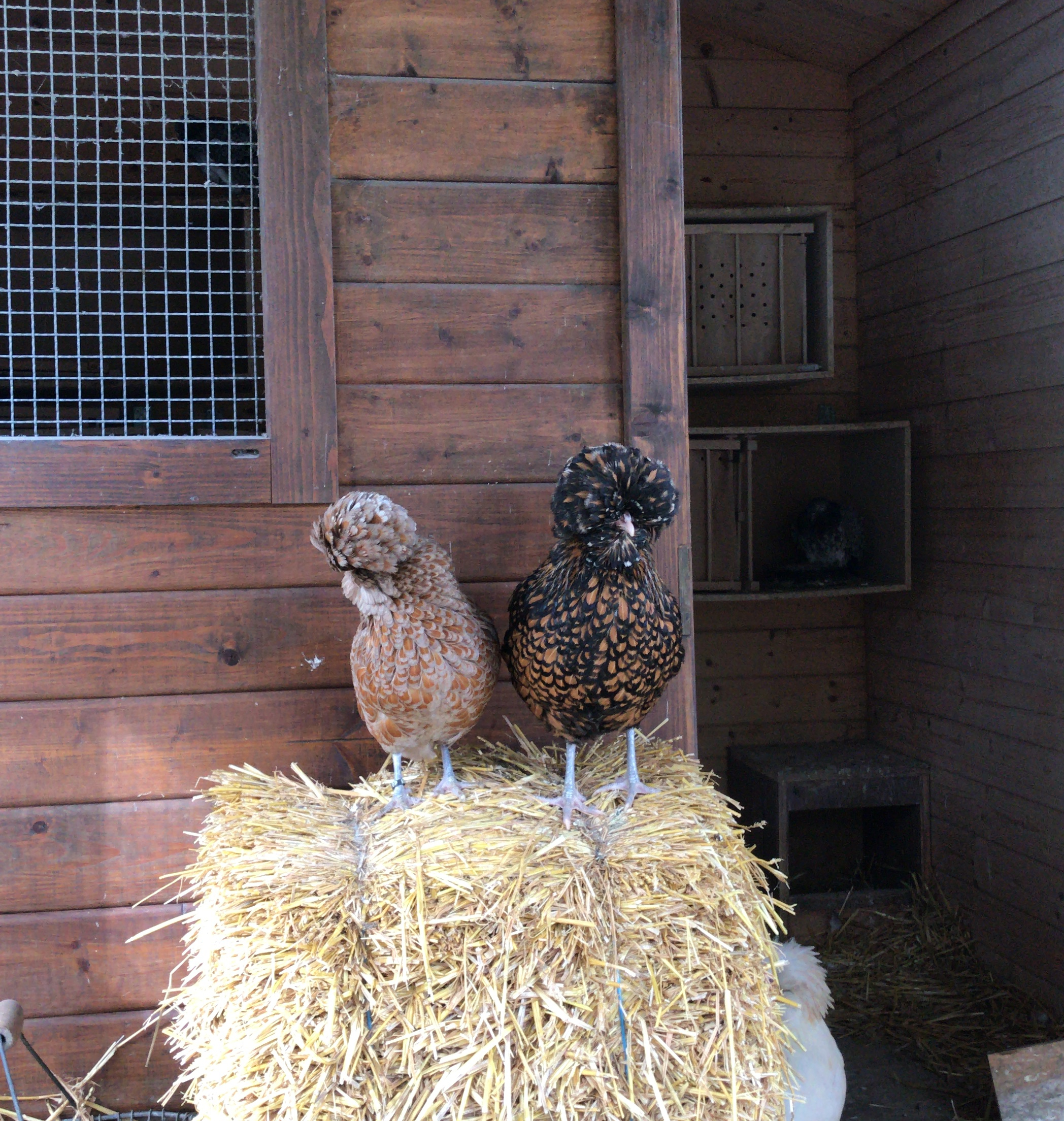 animali-zoo-hasenheide-berlino