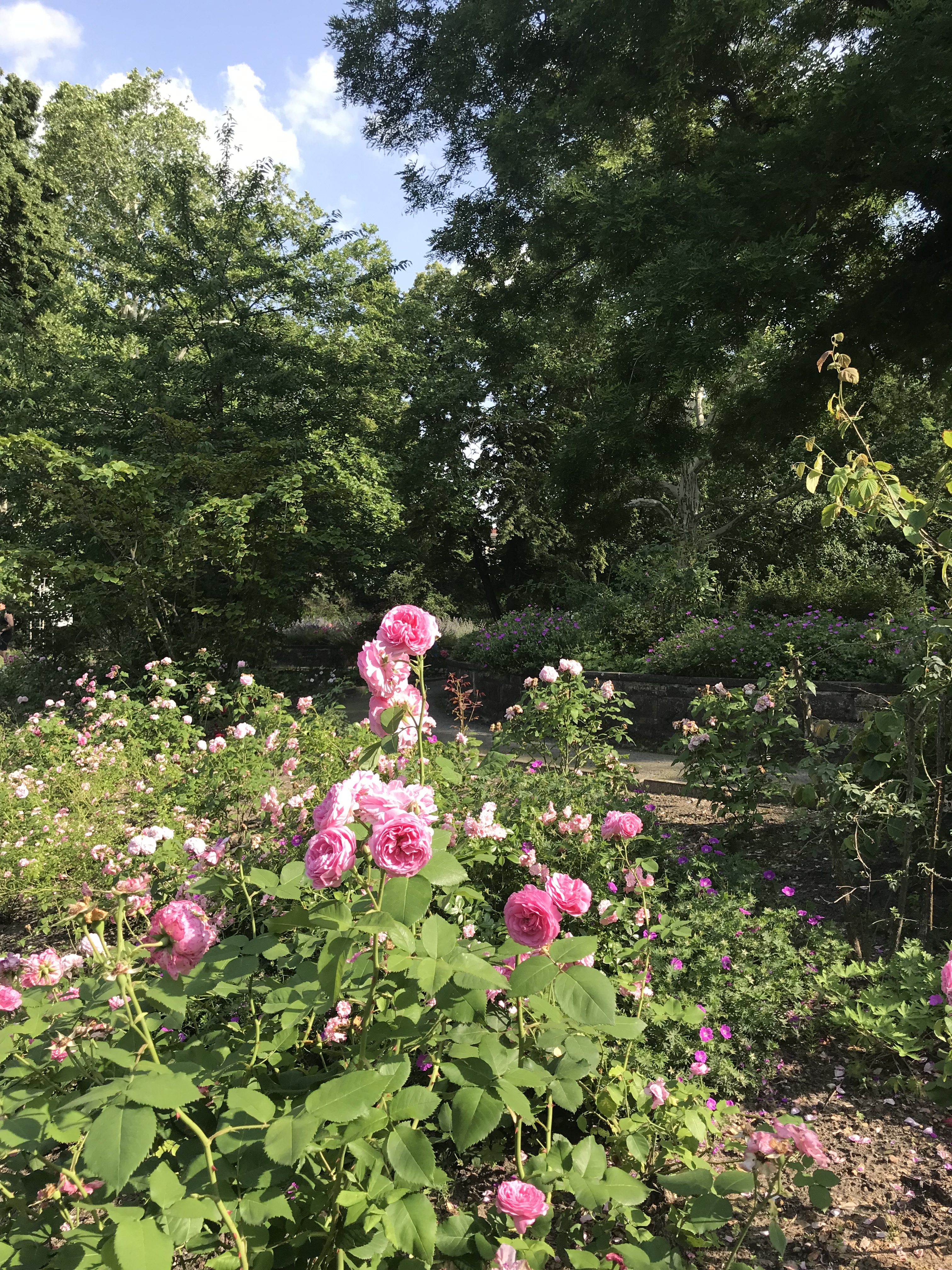 rose-rosa-viktoria-park-berlino