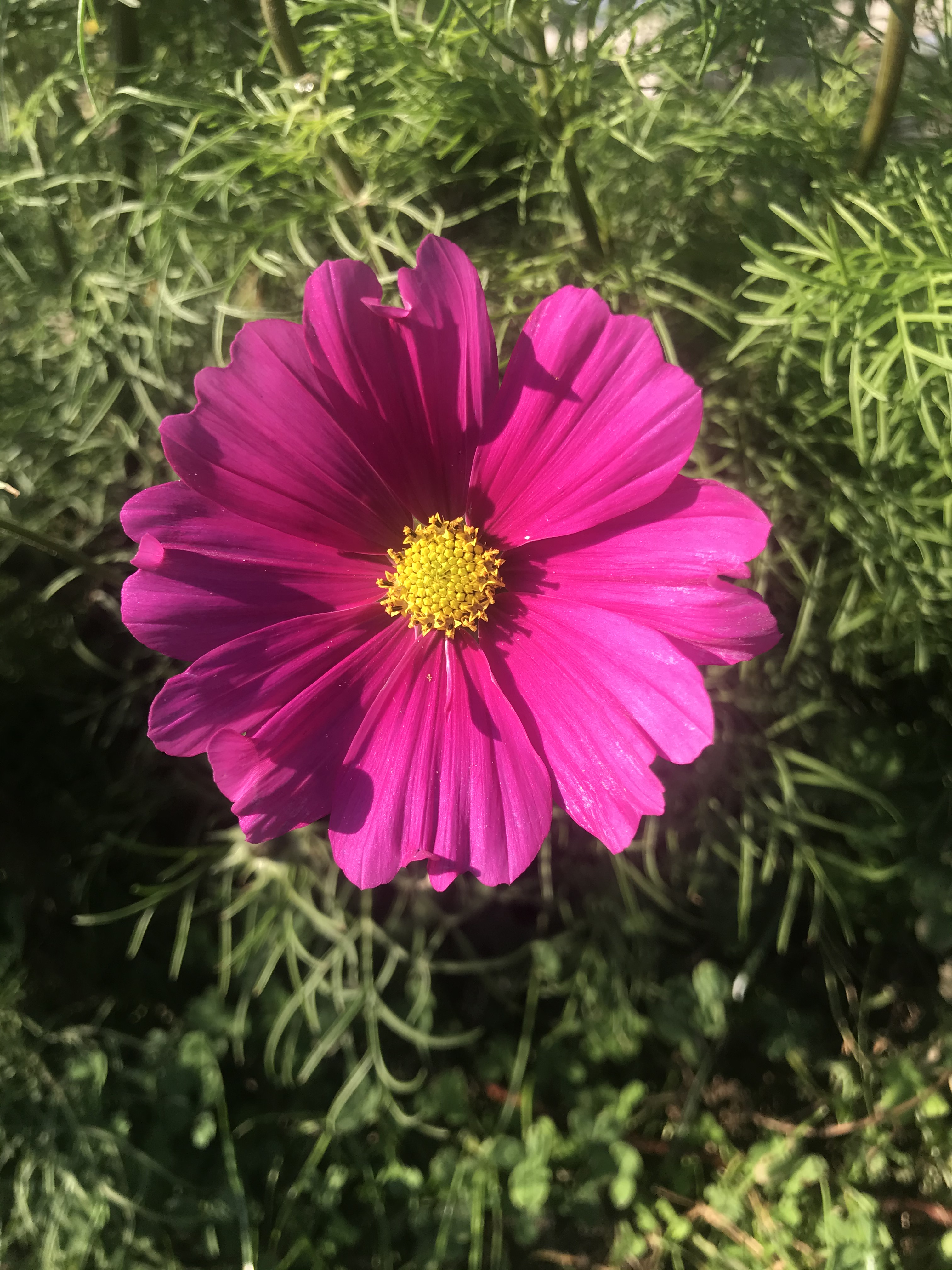 fiori-tempelhof-berlino