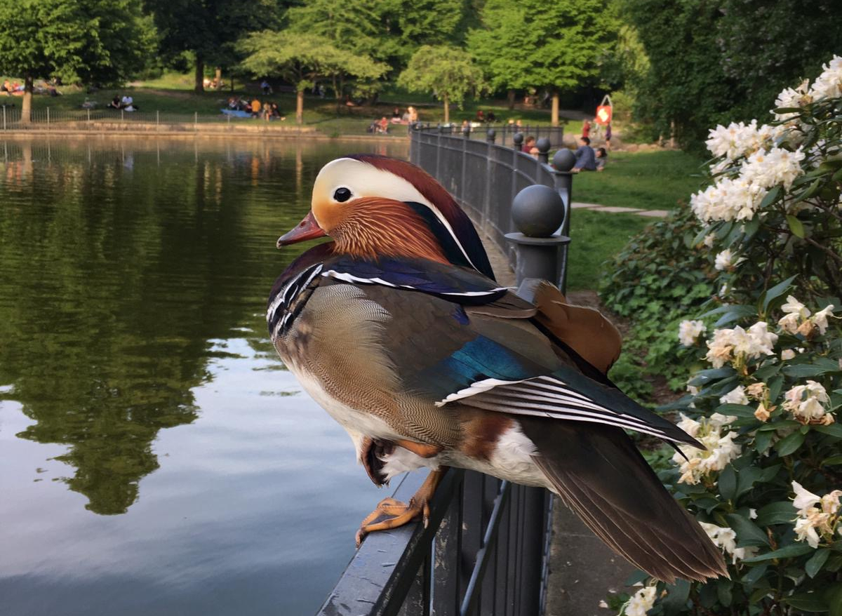 anatra-großer-teich-volkspark-friedrichshain