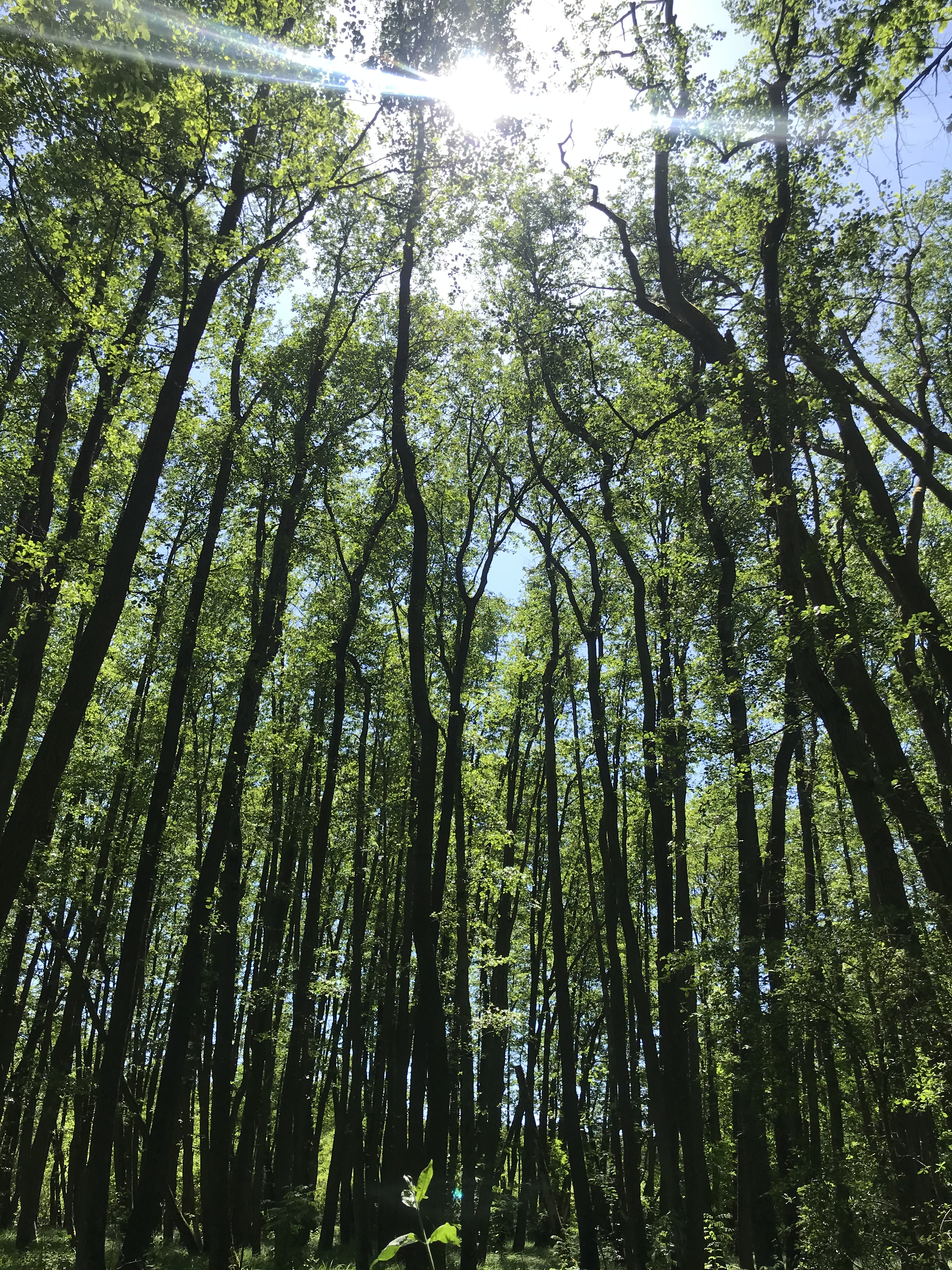 vegetazione-sentieri-märkische-schweiz-germania