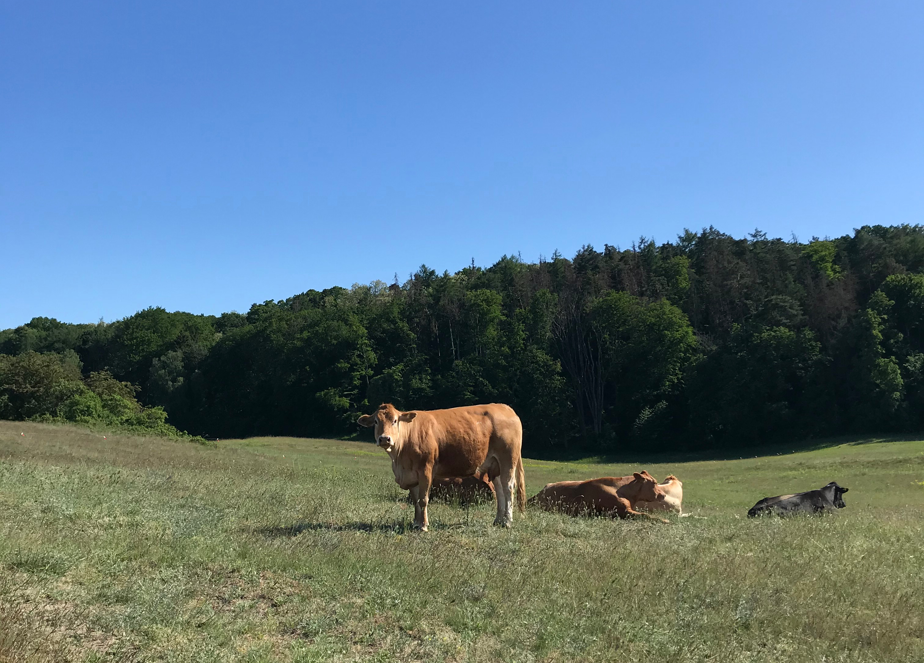 mucche-märkische-schweiz-germania