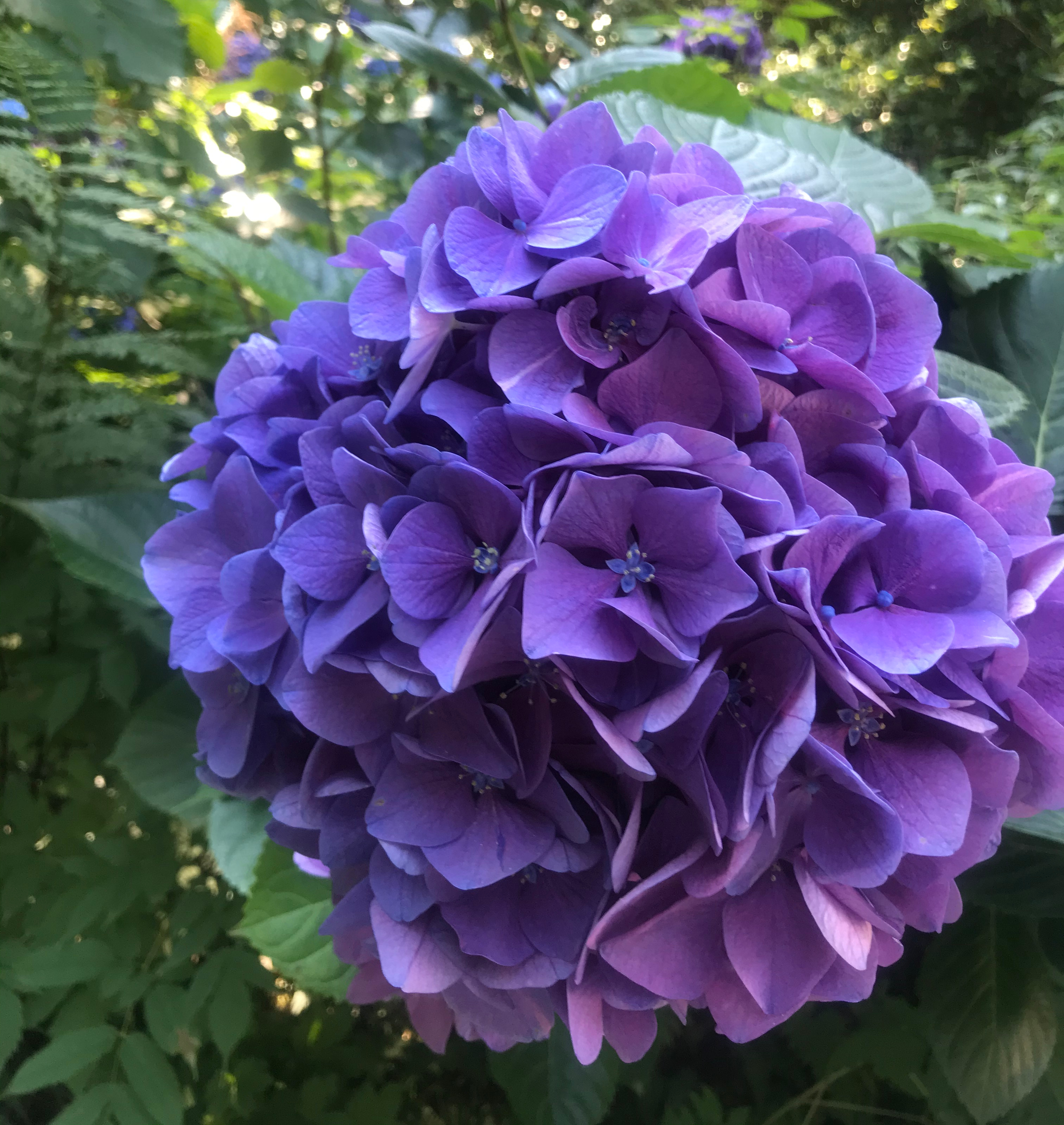 ortensie-parco-pallavicino-stresa-italia