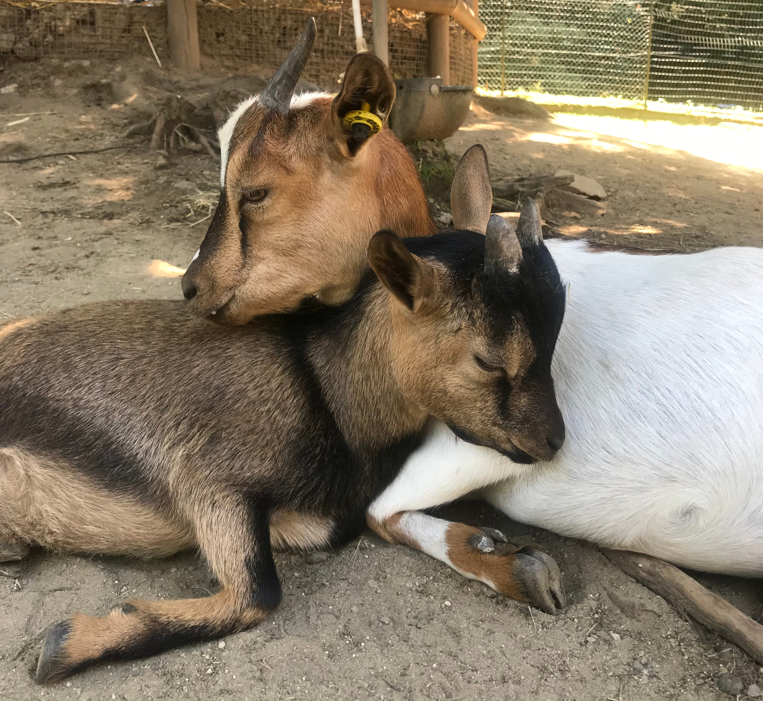 capre-fattoria-parco-pallavicino-stresa