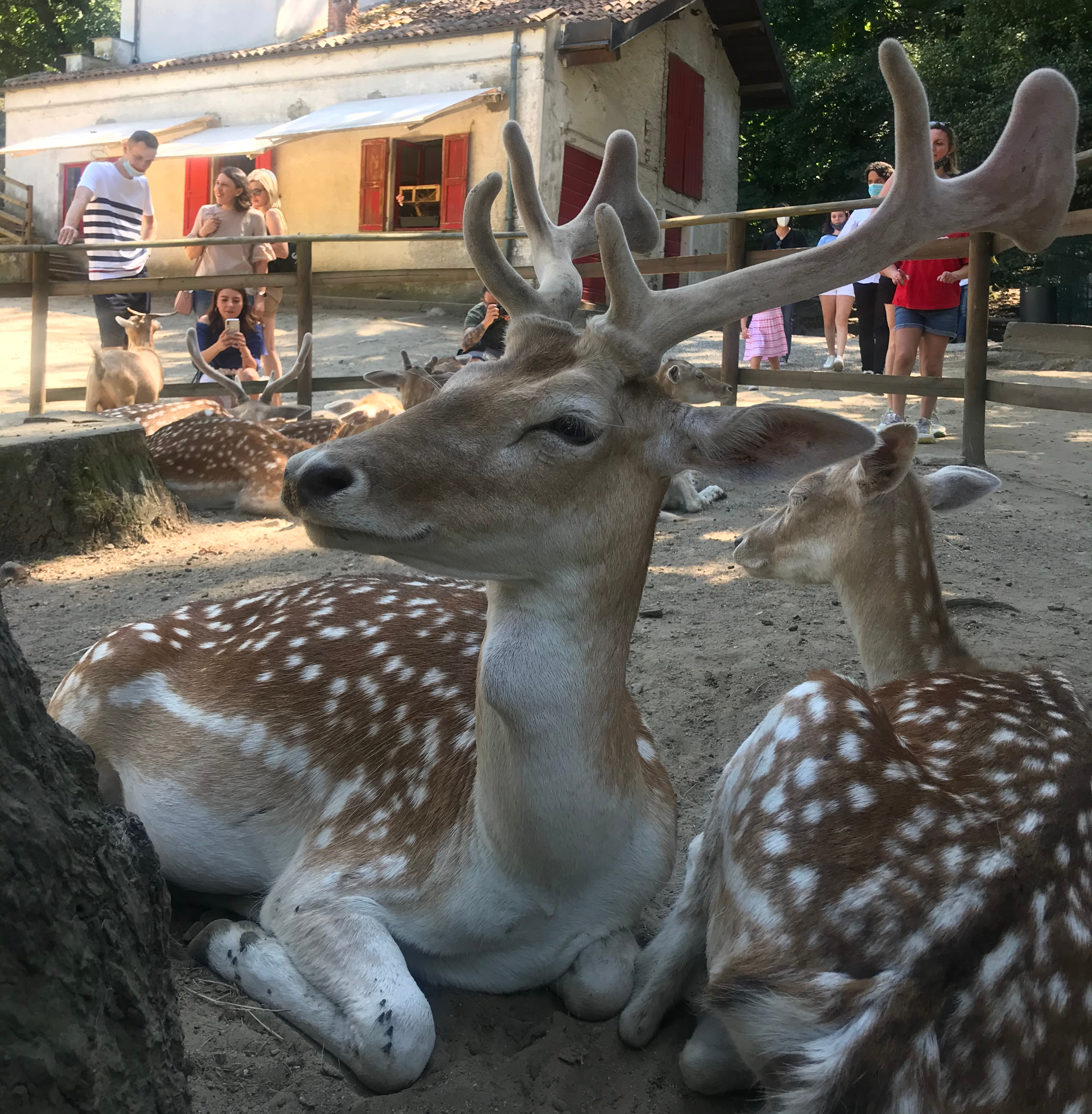 daini-pomellati-fattoria-parco-pallavicino
