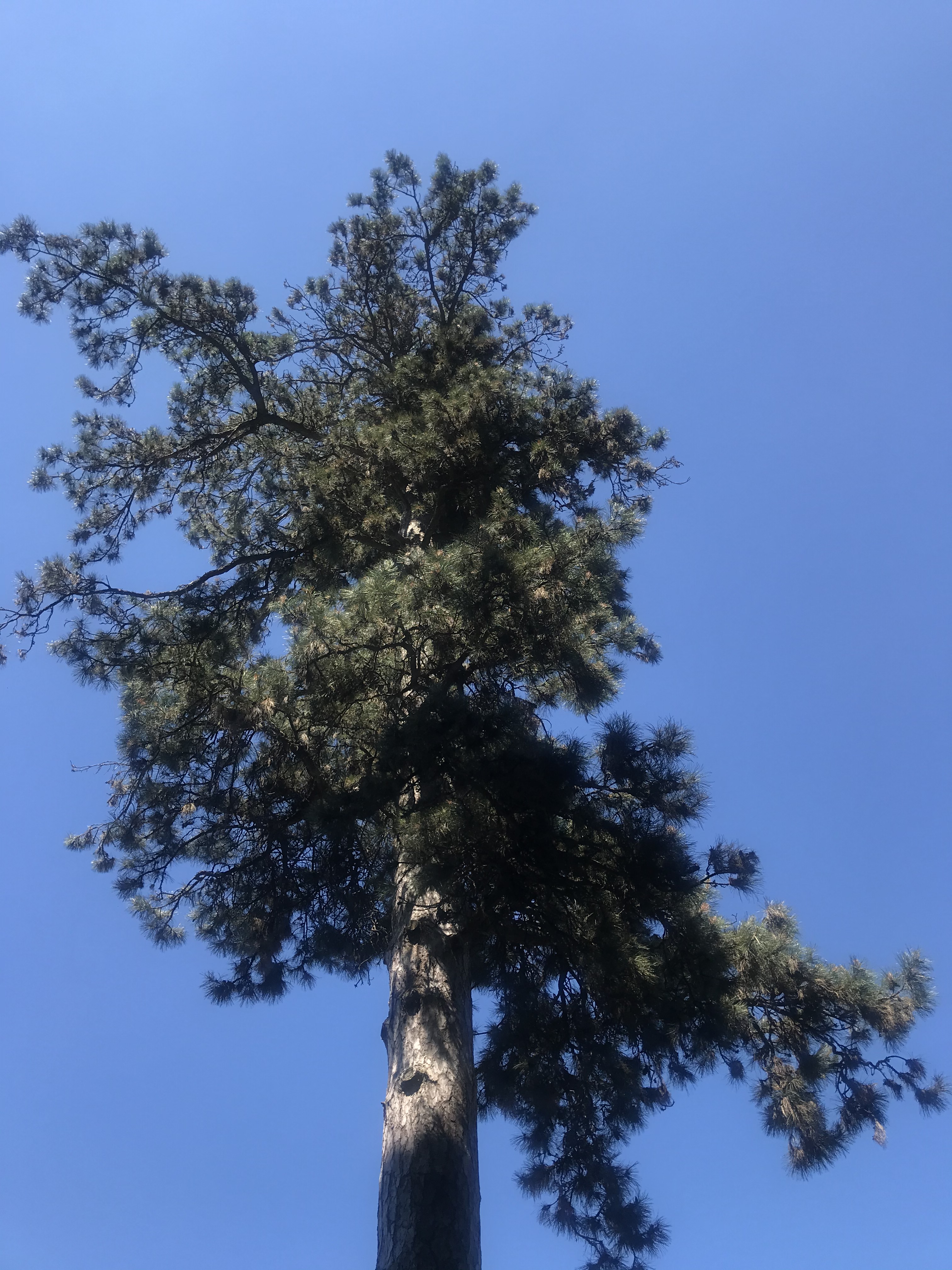 alberi-parco-pallavicino-stresa-italia