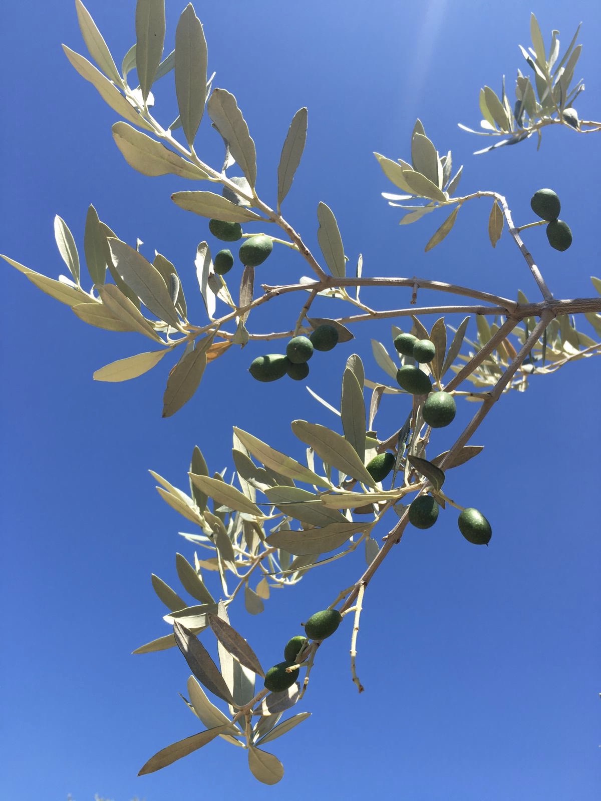 ulivi-abbazia-sant-antimo