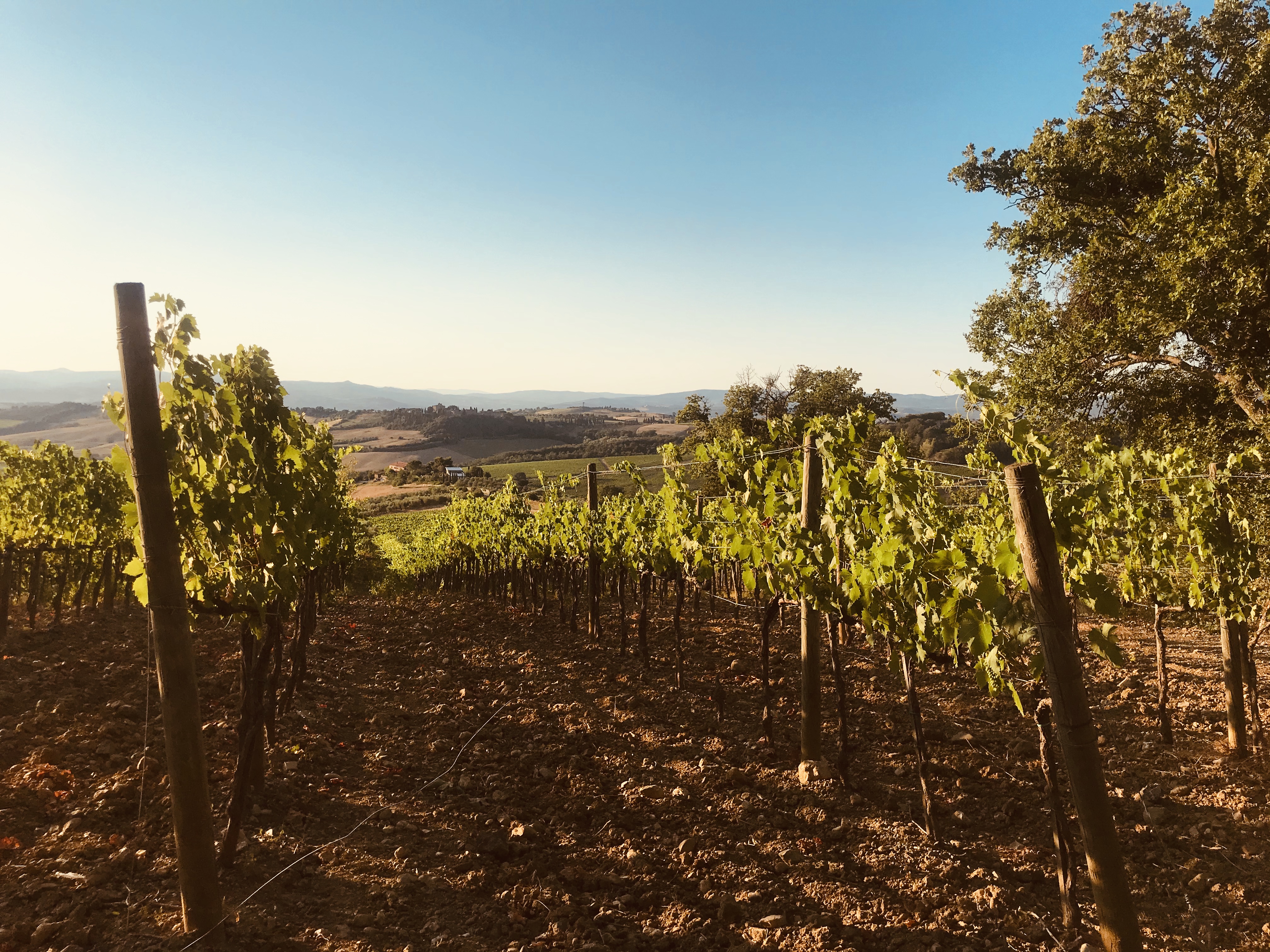 vigneto-tramonto-cinigiano-toscana