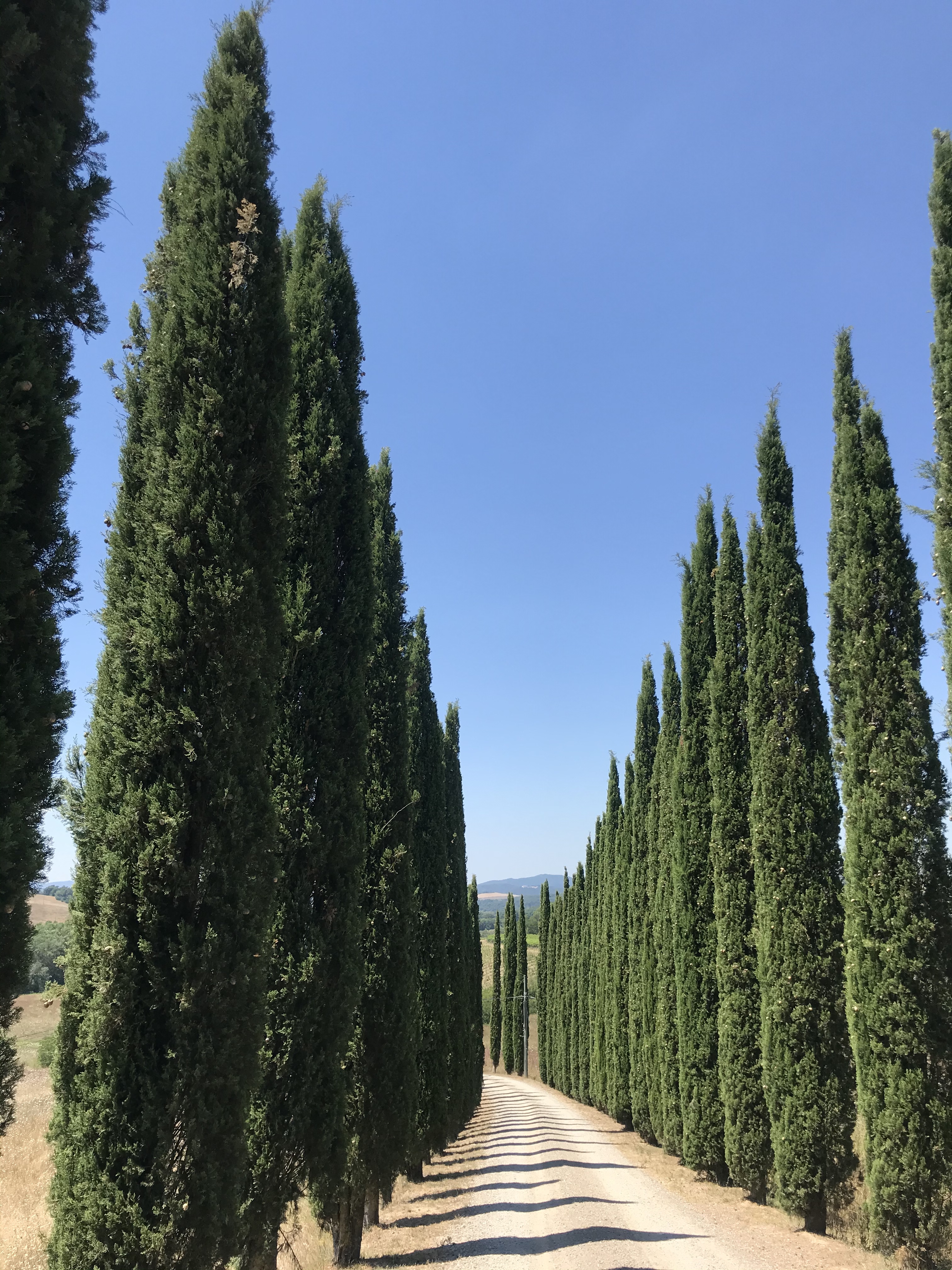 viale-cipressi-val-d'orcia
