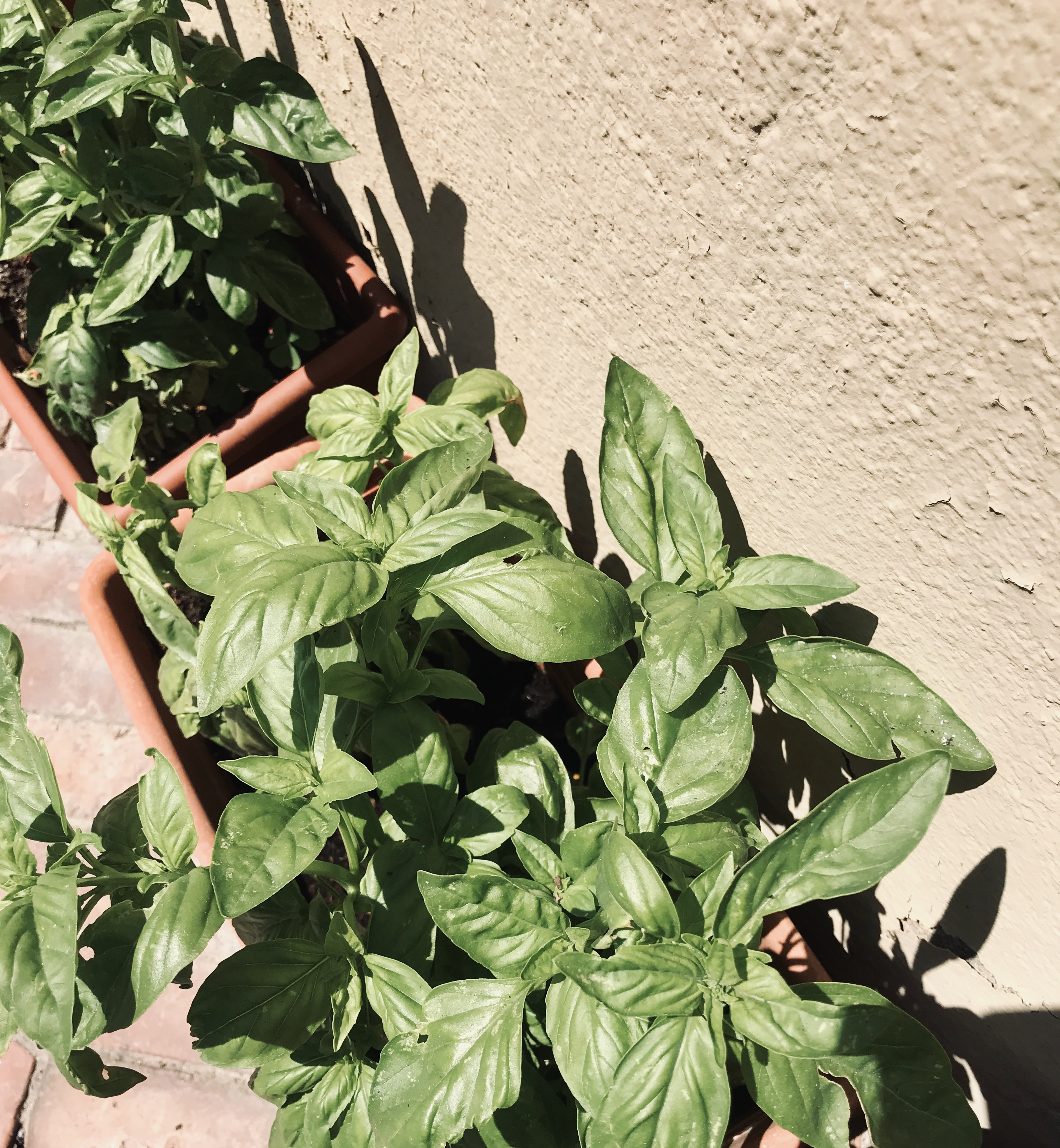 vasi-basilico-stradina-pienza - Val d'Orcia, Toscana, Italia