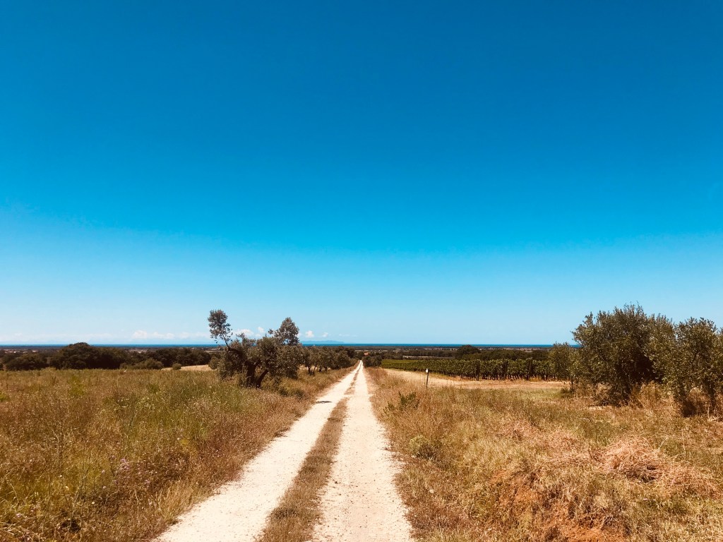 Strade di campagna tra i vigneti della Maremma - Toscana, Italia