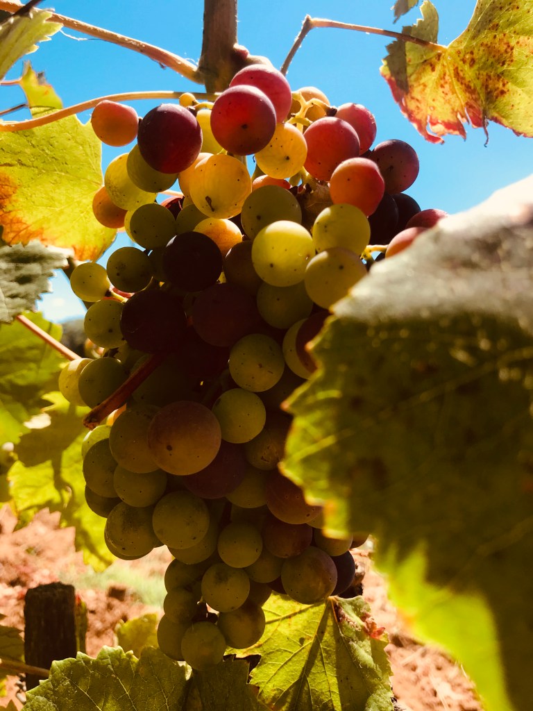 Un grappolo d'uva - Maremma, Toscana, Italia