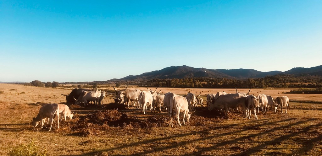 Le vacche maremmane di Badia Vecchia nel luglio 2020