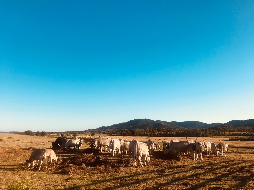 Azienda agricola Badia Vecchia, il mio posto del cuore in Maremma - Castiglione della Pescaia, Italia, pianeta Terra