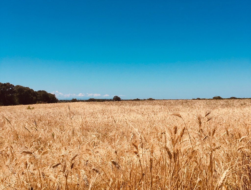 Campi di grano - Maremma, Toscana, Italia