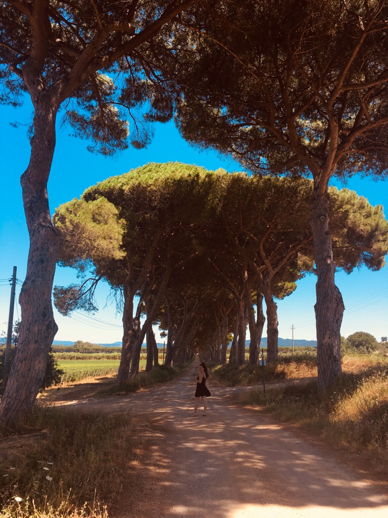 Pini marittimi e vigneti - Donoratico, Toscana, Italia