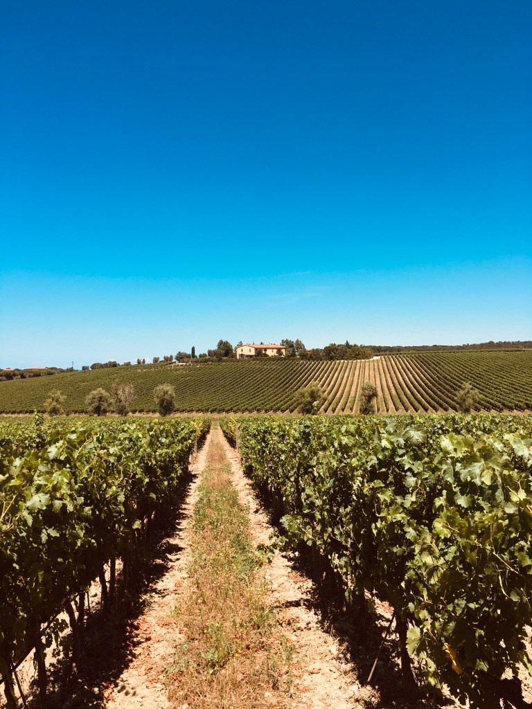 Vigneti nei dintorni di Donoratico - Maremma, Toscana, Italia