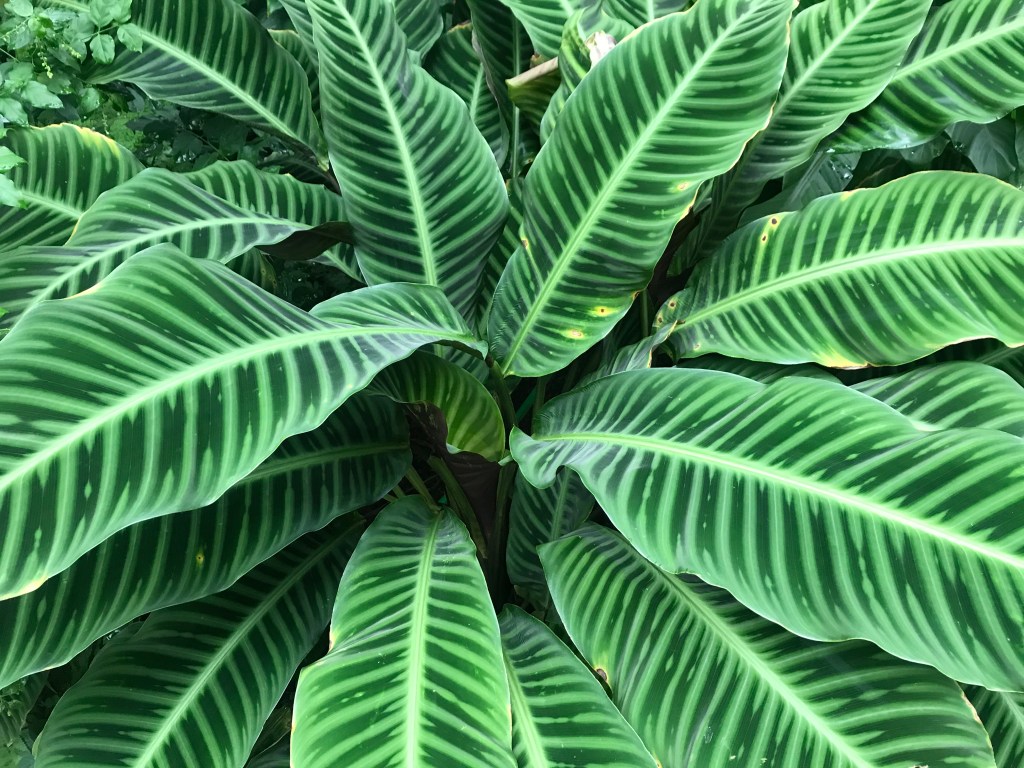 Splendide specie di piante possono essere osservate al Palmengarten, il giardino botanico della città - Francoforte, Hessen, Germania