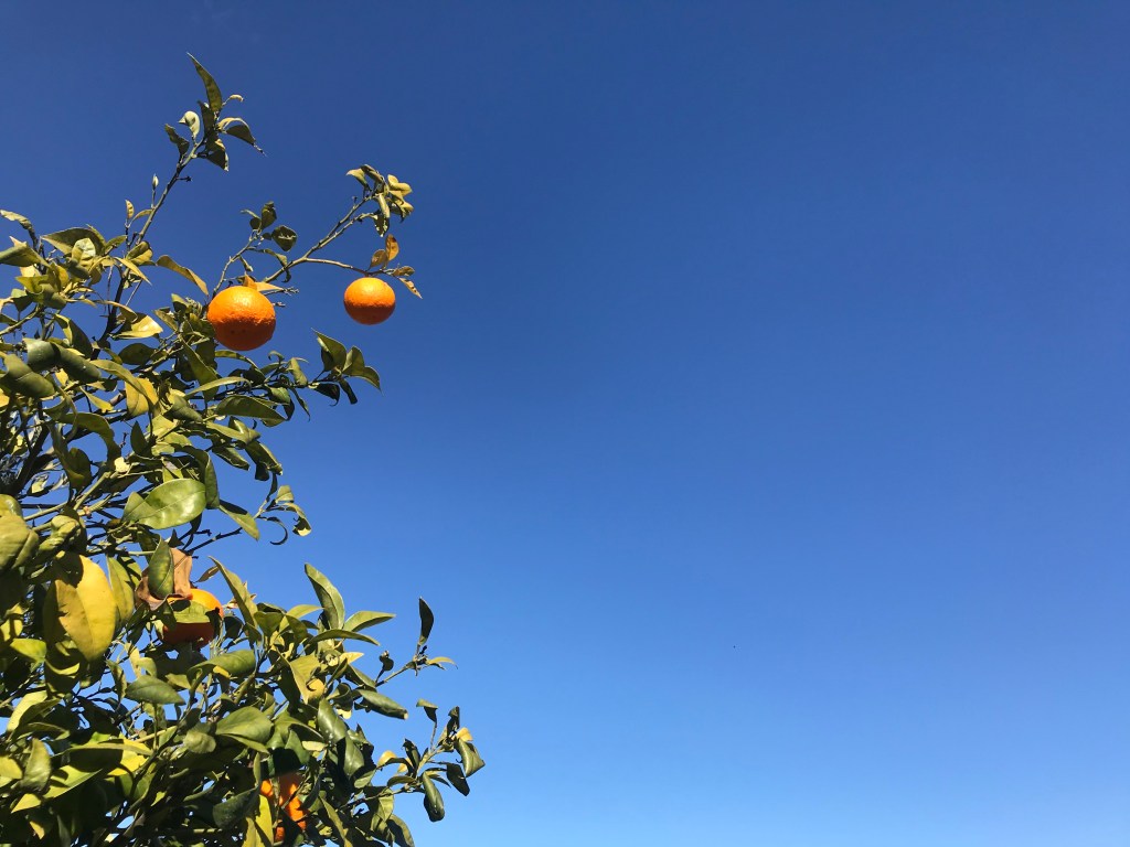 Aranci fanno i loro frutti alle Grotte di Catullo - Sirmione, Brescia, Italia