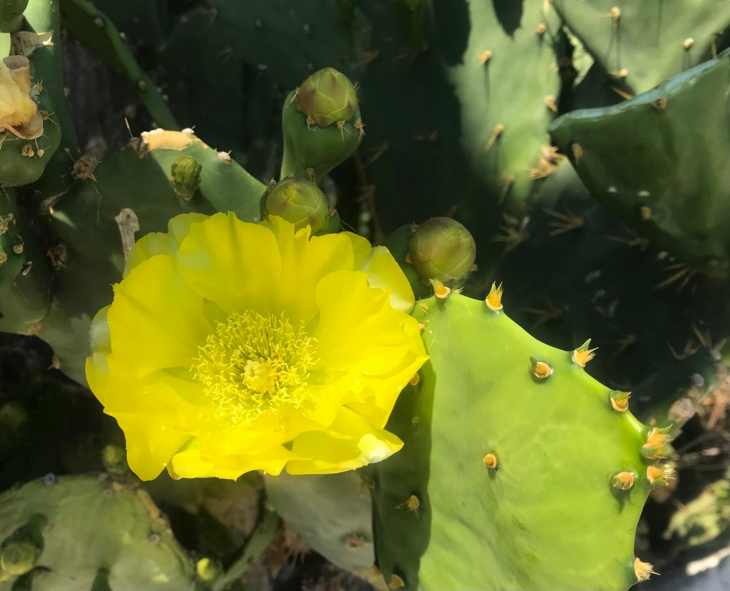 Fichi d'india in fiore ad Anafiotika, il quartiere che ricorda le Cicladi - Atene, Grecia