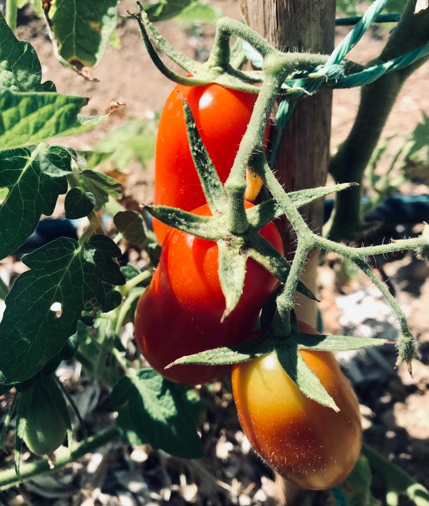 Pomodori da cogliere nell'orto di Ktima Kampos Naxos - Naxos, Isole Cicladi, Grecia