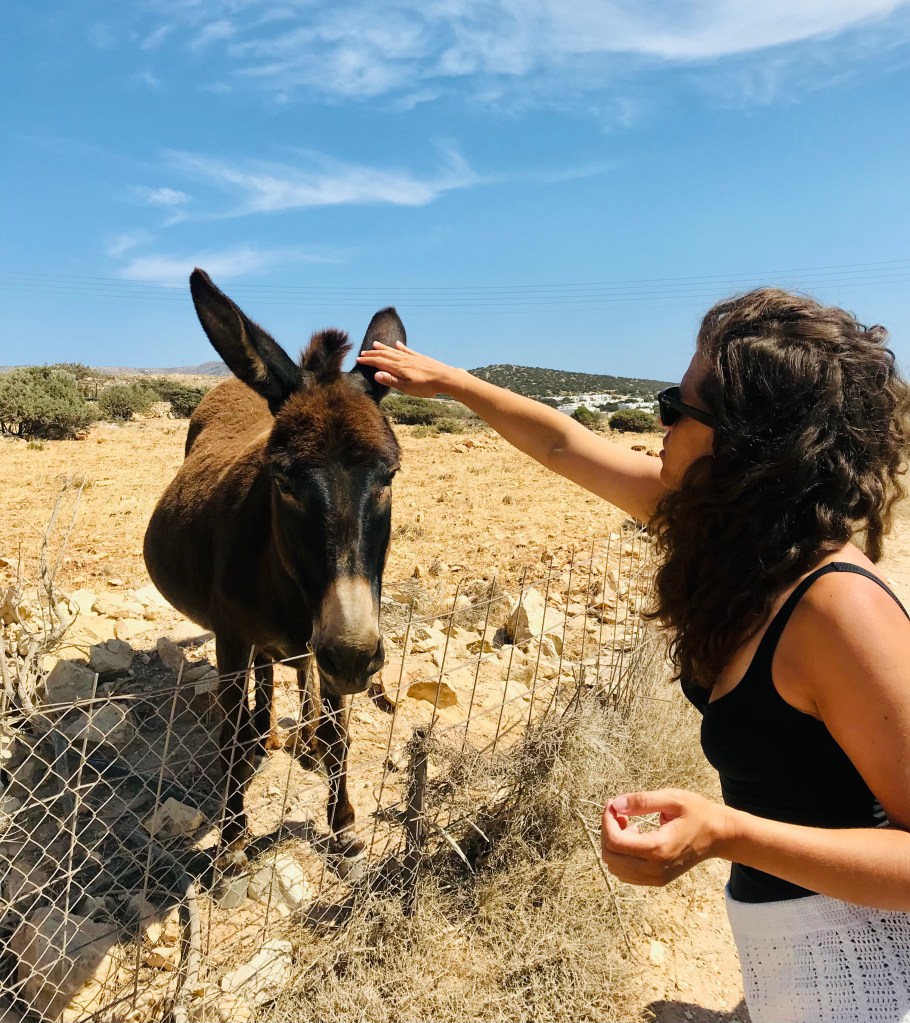 E anche in simpaticissimi asinelli :) - Naxos, Isole Cicladi, Grecia