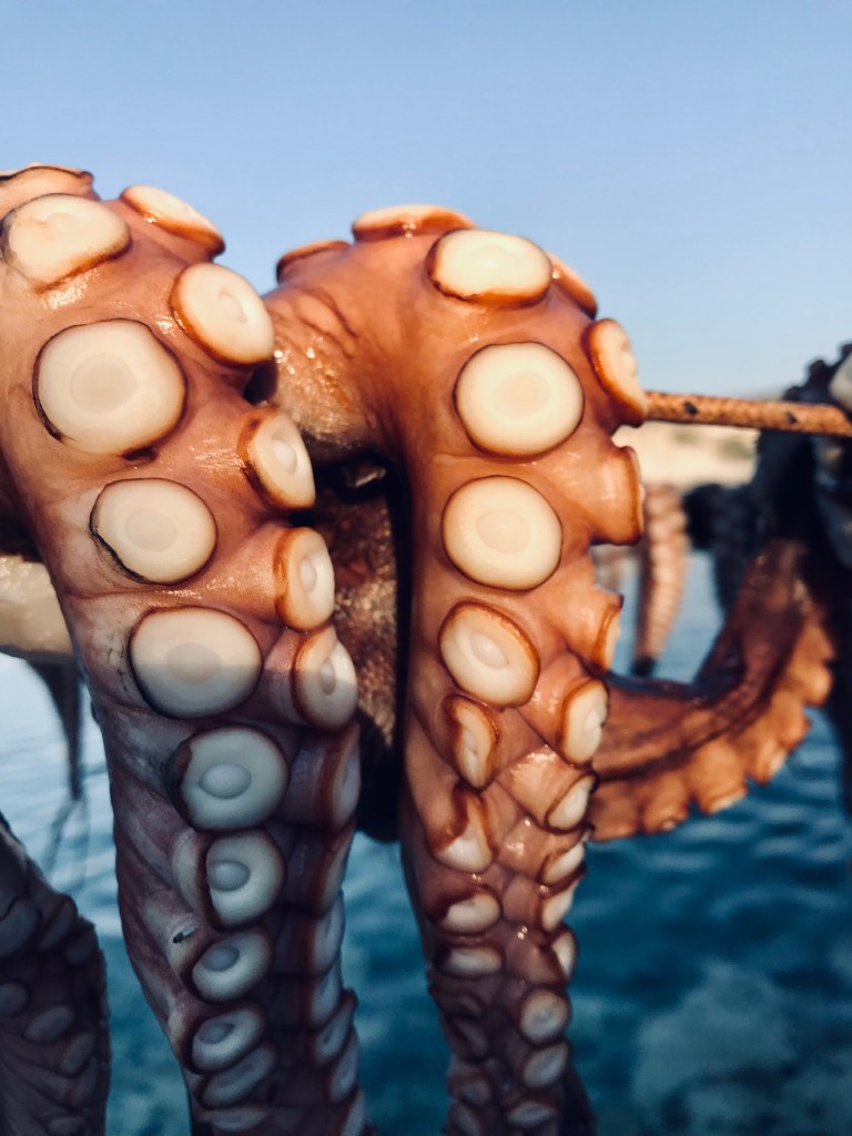 Polpo essicato al sole, una delle specialità di Mandrakia - Milos, Isole Cicladi, Grecia
