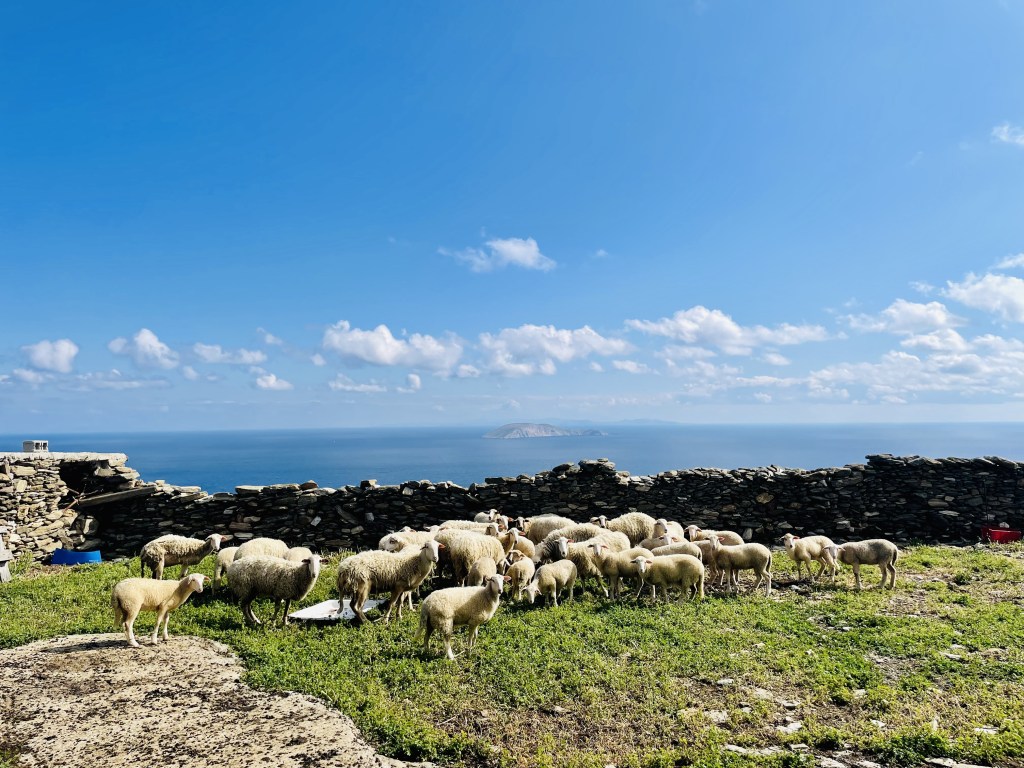 Un gregge di pecore nel suo ovile - Serifos, Isole Cicladi, Grecia