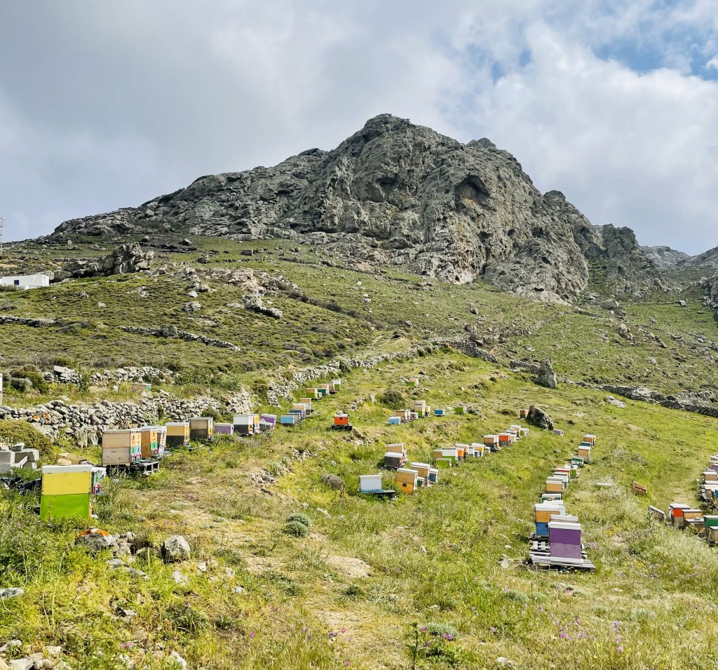Produzione di miele da Frygana - Serifos, Isole Cicladi, Grecia