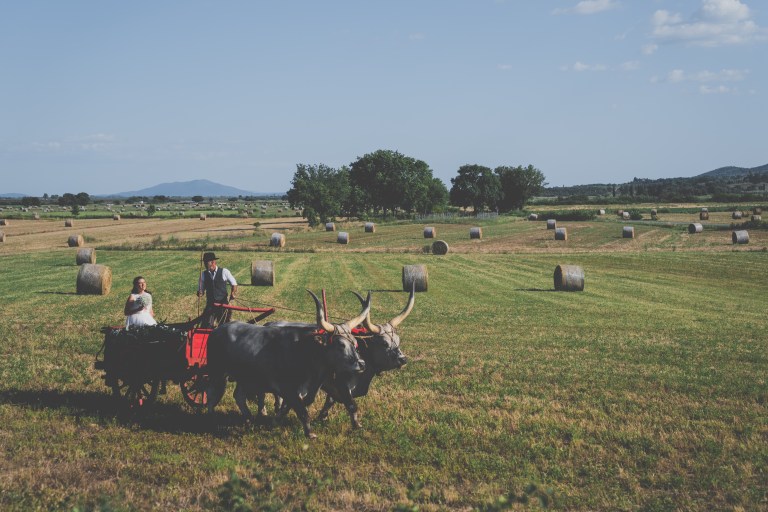 Sposa su un carro con buttero trainato da vacche maremmane nella campagna della Maremma Toscana - Vetulonia, Toscana, Italia