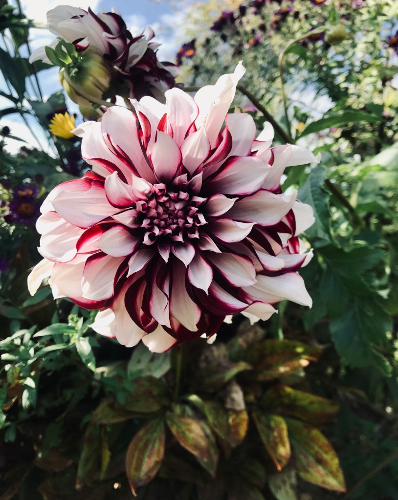 Splendidi fiori, quelli che fioriscono nel giardino della casa di Monet a Giverny - Normandia, Francia
