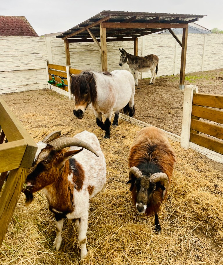 La piccola fattoria dell'azienda agricola Syringhof - Beelitz, Brandeburgo, Germania