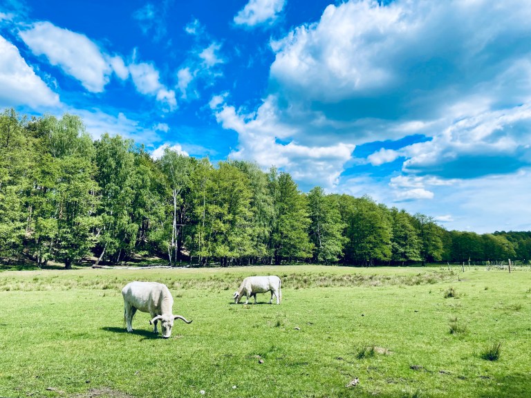 Mucche White Park al Wildpark Schorfheide - Brandeburgo, Germania