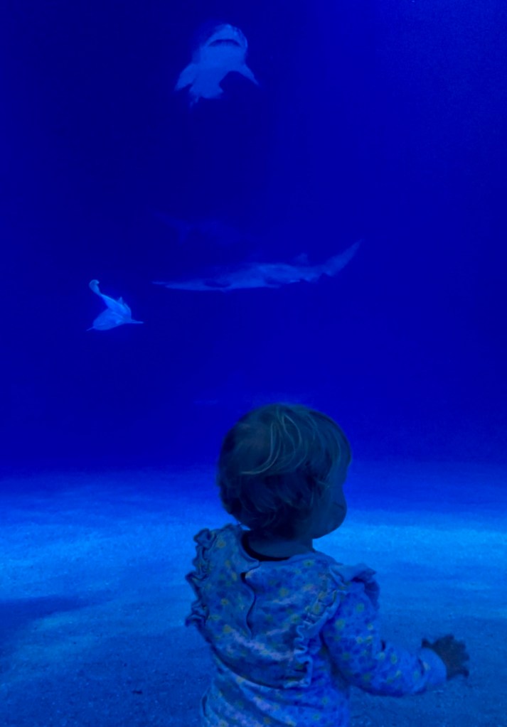 Bambina davanti alla vasca con gli squali dell'Oceonográfic - Valencia, Spagna