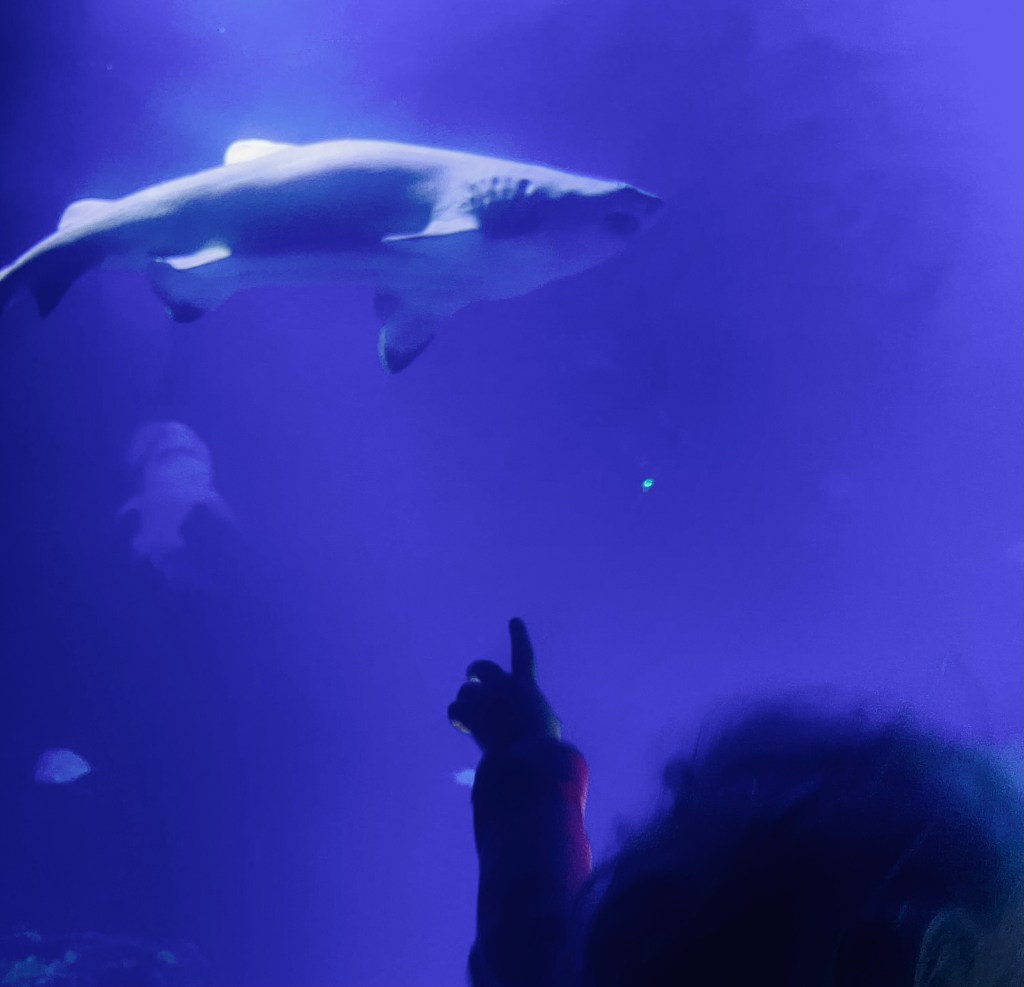 Bambina indica uno squalo all'Oceonográfic - Valencia, Spagna